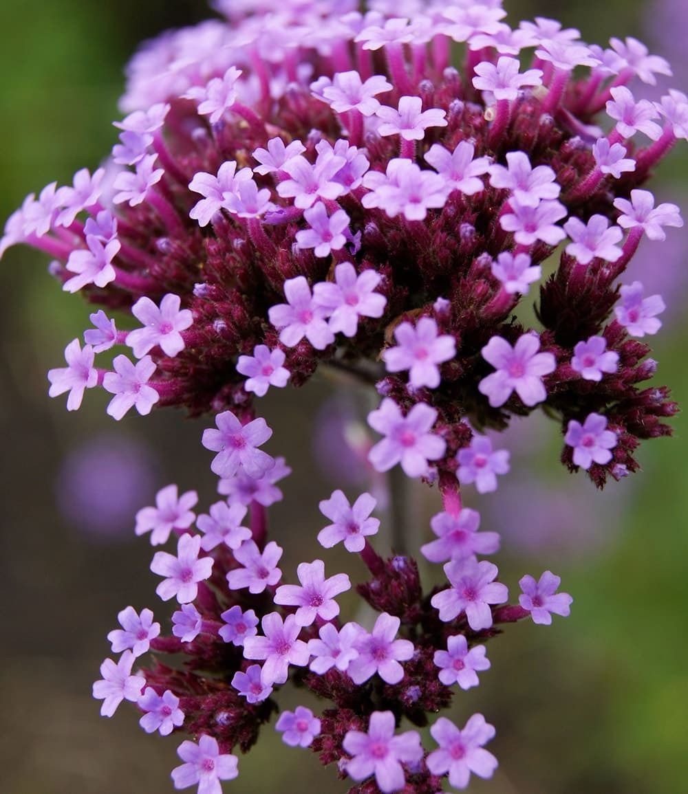 BALDUR Garten Staude Argentinisches Eisenkraut, 3 St., Bienenfutterpflanze, winterhart, mehrjährig, bienenfreundlich
