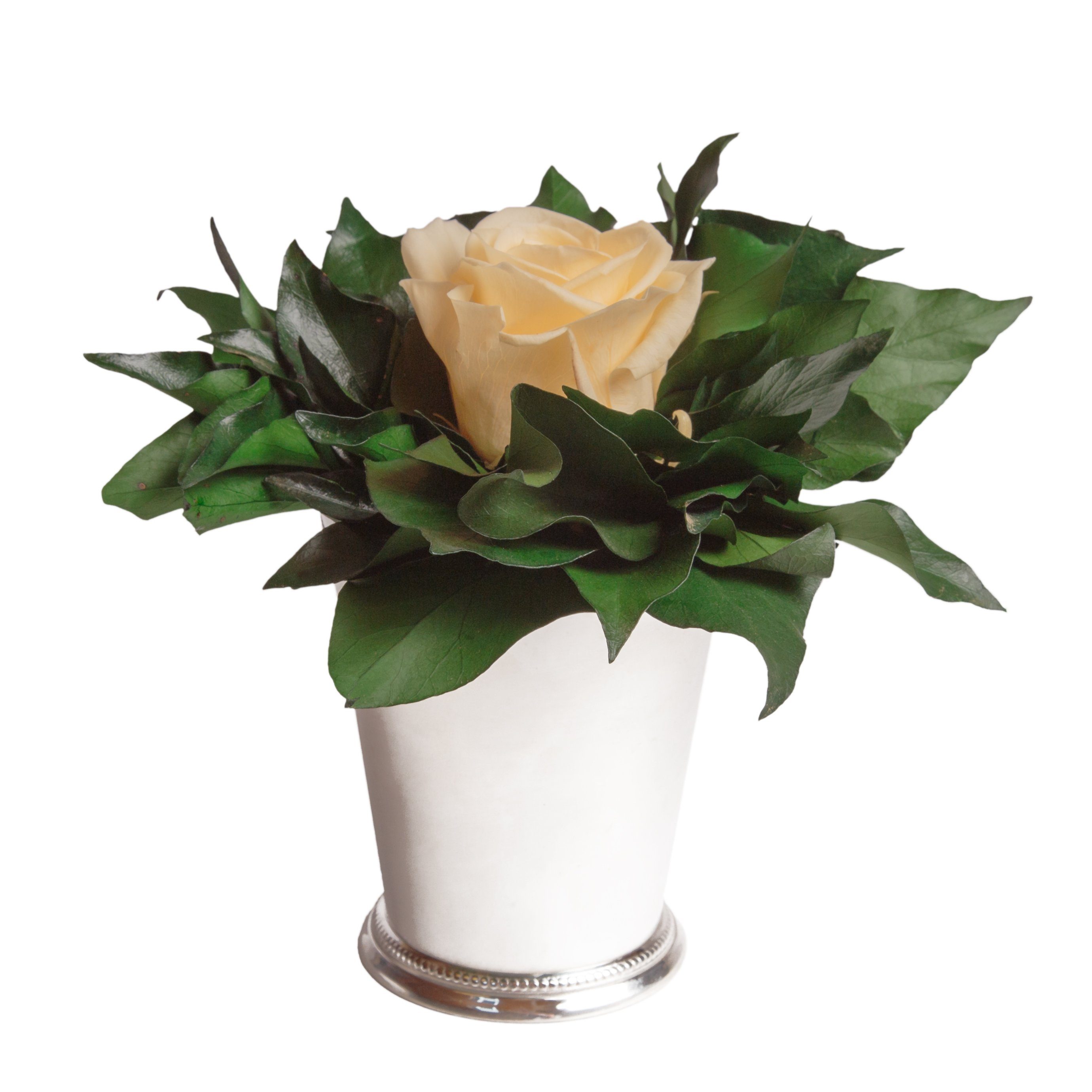 Künstliche Zimmerpflanze 1 Infinity Blume Becher silberfarben Geschenkidee für Frauen Rose, ROSEMARIE SCHULZ Heidelberg, Höhe 12 cm, Echte Rose lange haltbar Champagner