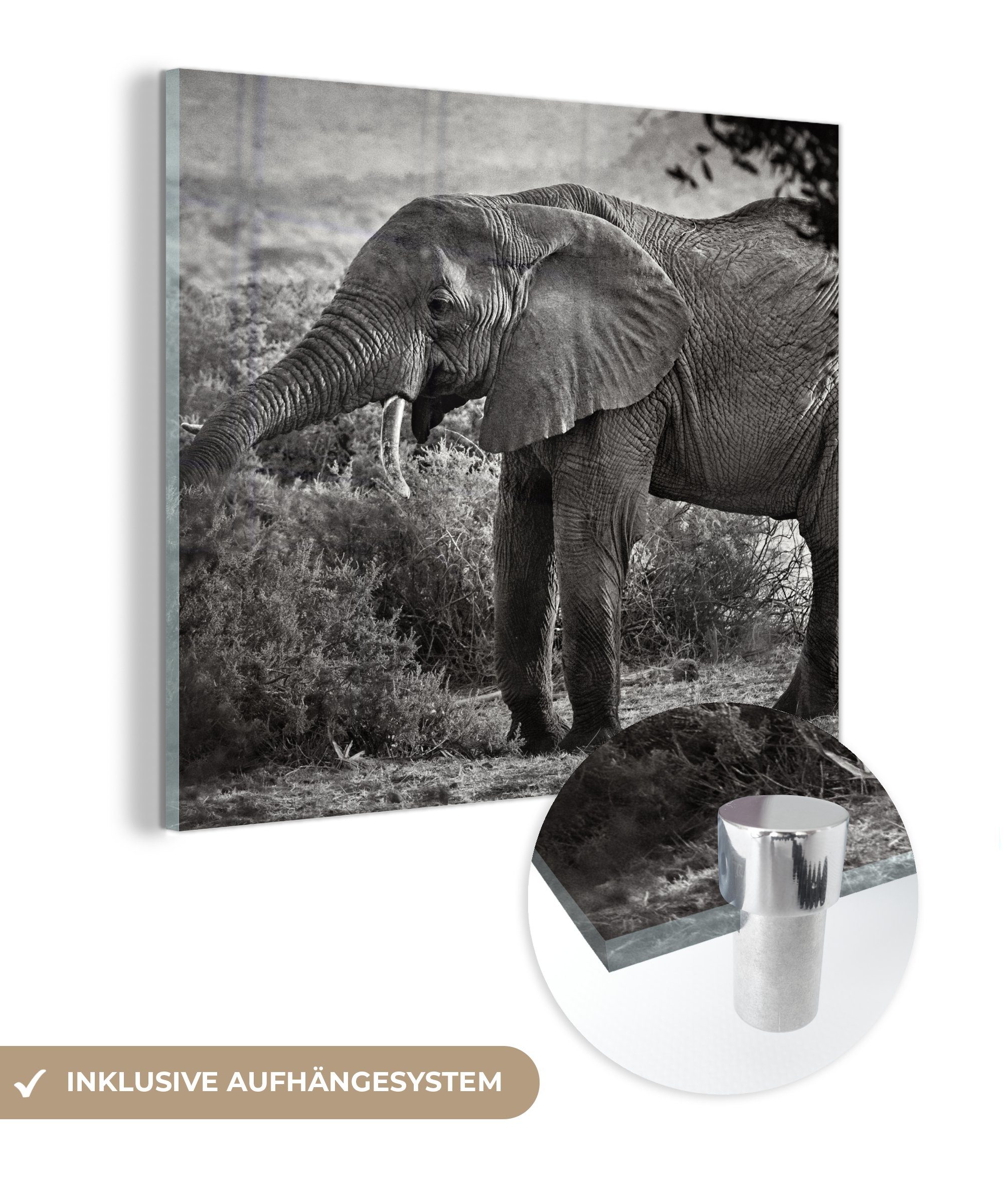 MuchoWow Acrylglasbild Elefant - Tiere - Bäume - Schwarz - Weiß, (1 St), Glasbilder - Bilder auf Glas Wandbild - Foto auf Glas - Wanddekoration
