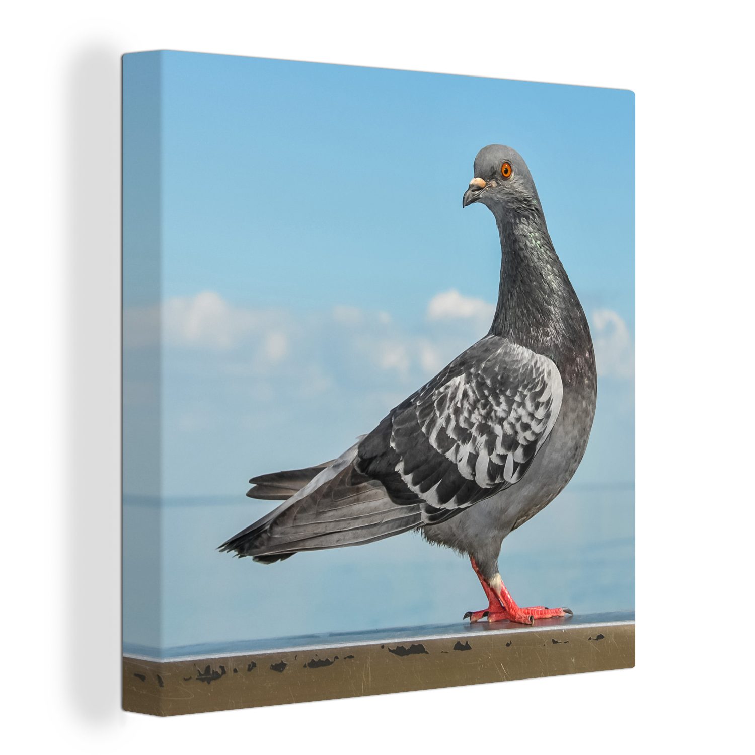 OneMillionCanvasses® Leinwandbild Eine schöne Taube sitzt auf einer Mauer am Meer, (1 St), Leinwand Bilder für Wohnzimmer Schlafzimmer
