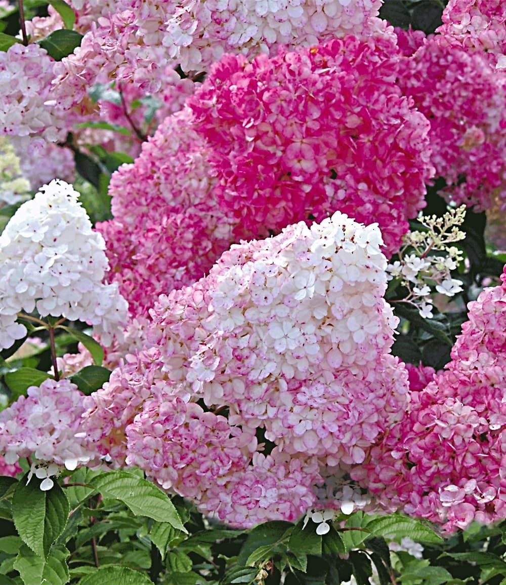 BALDUR Garten Zierstrauch Freiland-Hortensie 'Vanille Fraise®' im 2-Liter Topf, 1 St., Romantisch,winterhart, mehrjährig, pflegeleicht