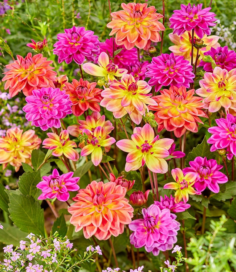 BALDUR Garten Blumenzwiebeln Dahlien-Mix 'Pacific', Dahlien-Kombination, mehrjährig, lange Blütezeit, pflegeleicht