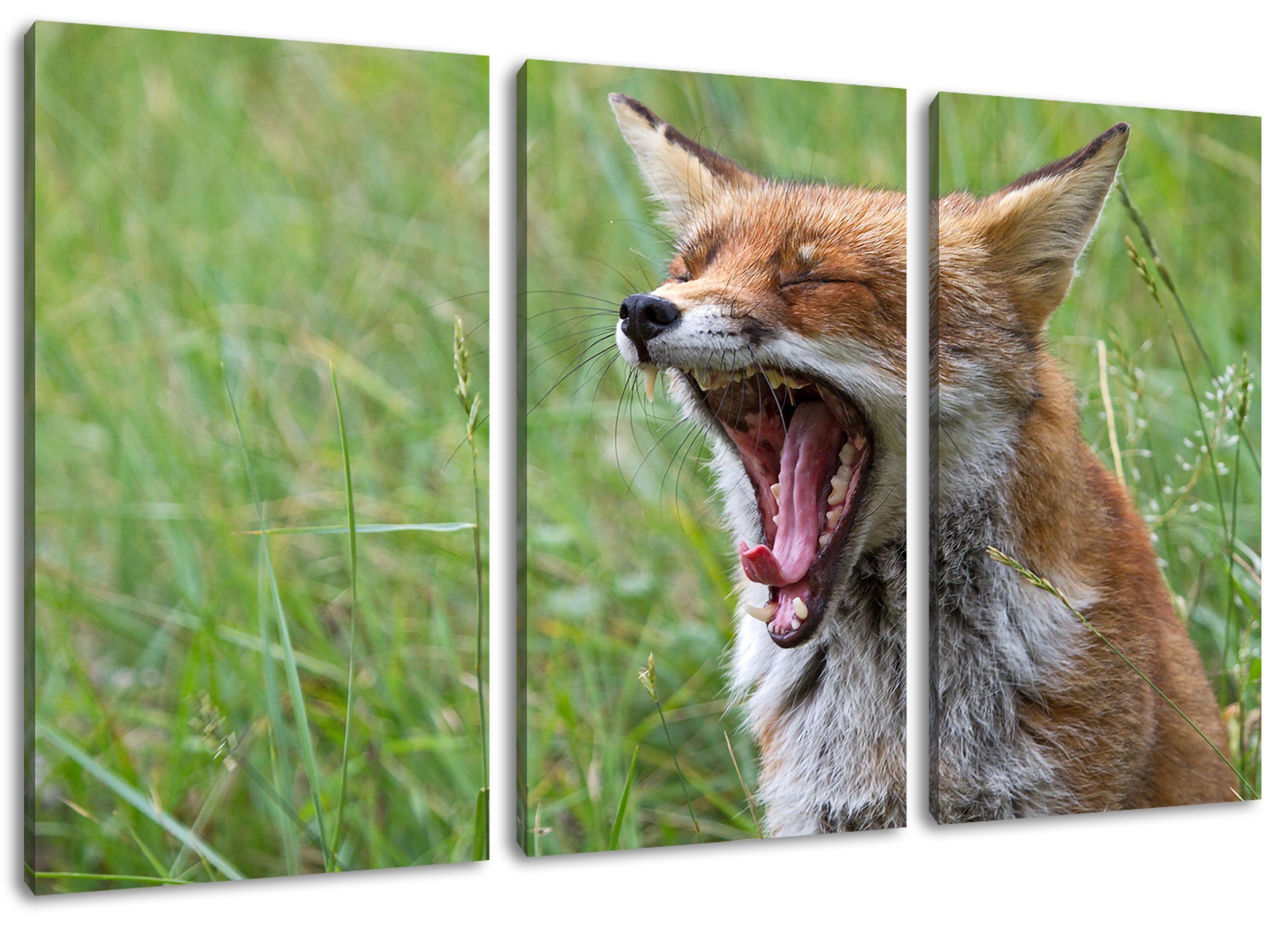 (1 St), fertig Zackenaufhänger Fuchs bespannt, Wildwiese, Wildwiese 3Teiler Pixxprint (120x80cm) auf müder müder Leinwandbild Fuchs inkl. auf Leinwandbild