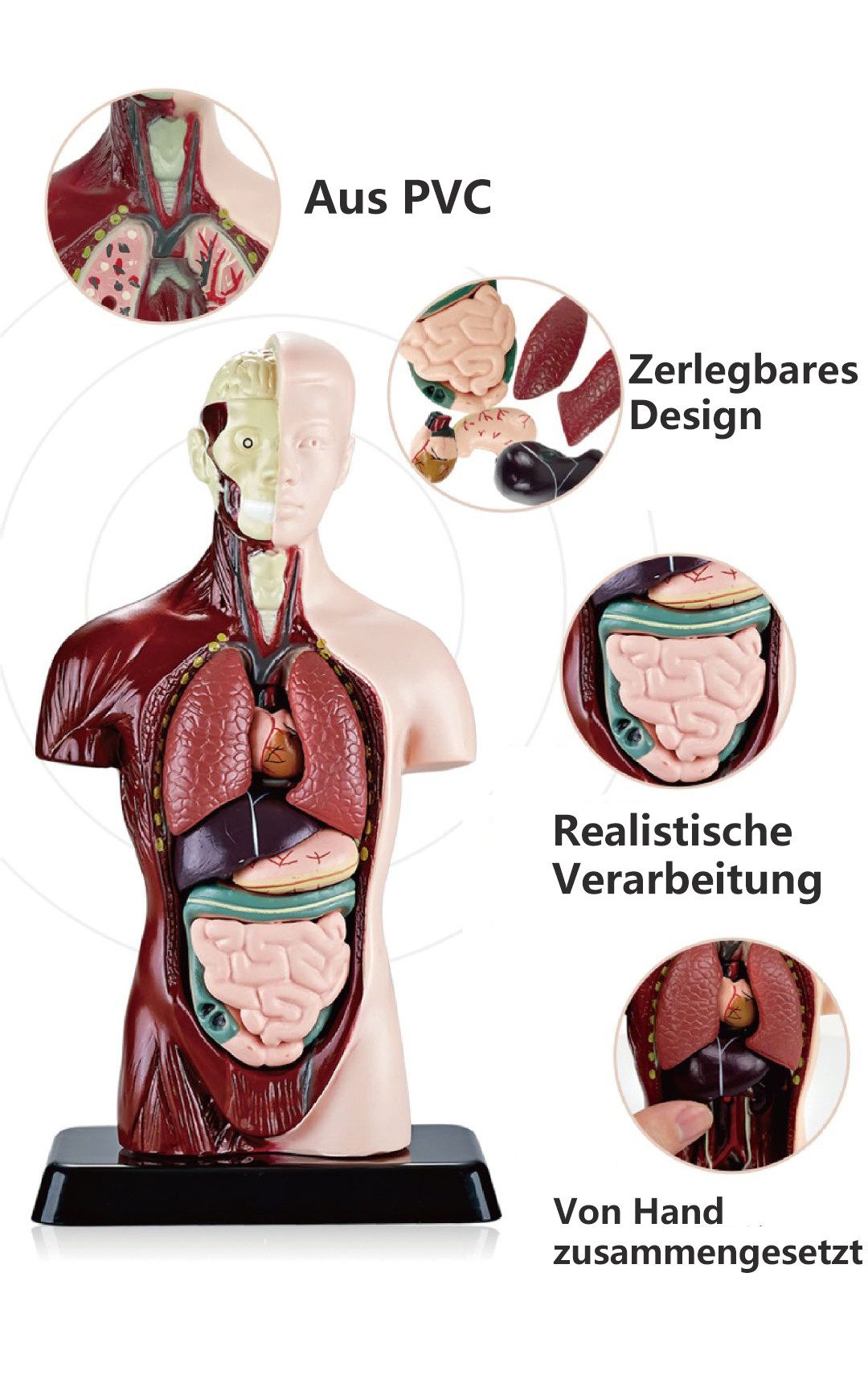 Jumpeak Modellbausatz Anatomie Modell Torso,Detaillierter menschlicher Körper aus PVC, mit entnehmbaren Organen für Schule,Anatomie-Trainingl,Lehrmodel