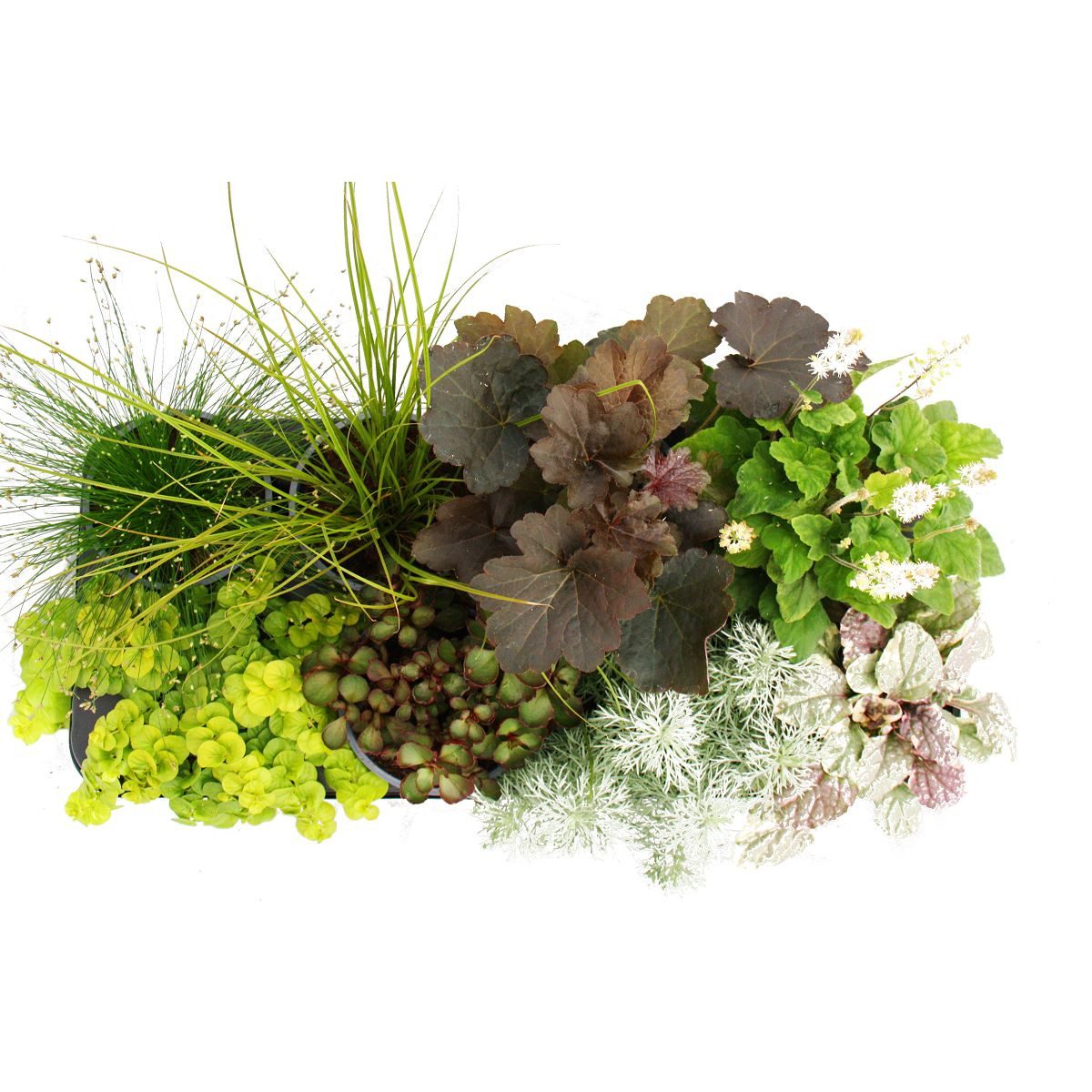 Exotenherz Beetpflanze Bunte Herbst-Stauden Mischung Herbstzauber 8 winterharte Stauden
