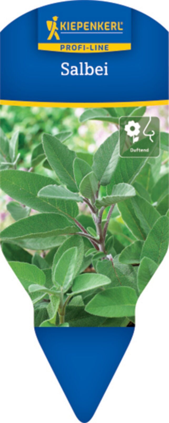 Pflanzen für Dich Gewürzkraut Silber-Salbei 12cm Topf