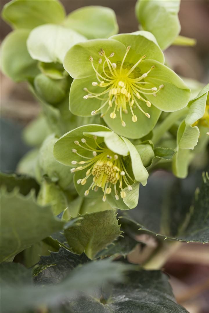 Pflanzen für Dich Staude Helleborus argutifolius, 1 St., Korsische Nieswurz, Korsische Christrose