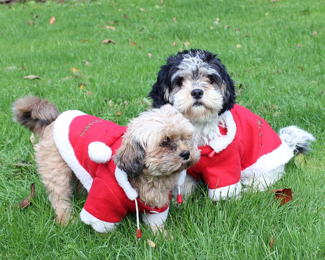 QHP Hundemantel Weihnachts-Hundemantel