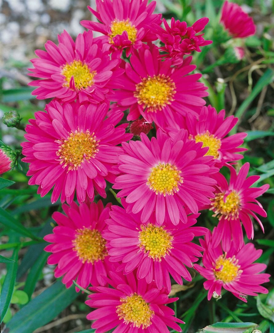 Pflanzen für Dich Staude Aster novi-belgii 'Royal Ruby', 1 St., Glattblatt-Aster, Neubelgien-Aster