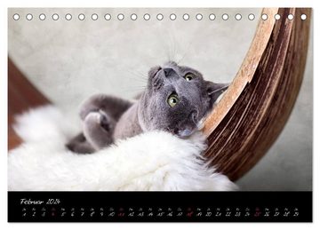 CALVENDO Wandkalender Katzen 2024 (Tischkalender 2024 DIN A5 quer), CALVENDO Monatskalender