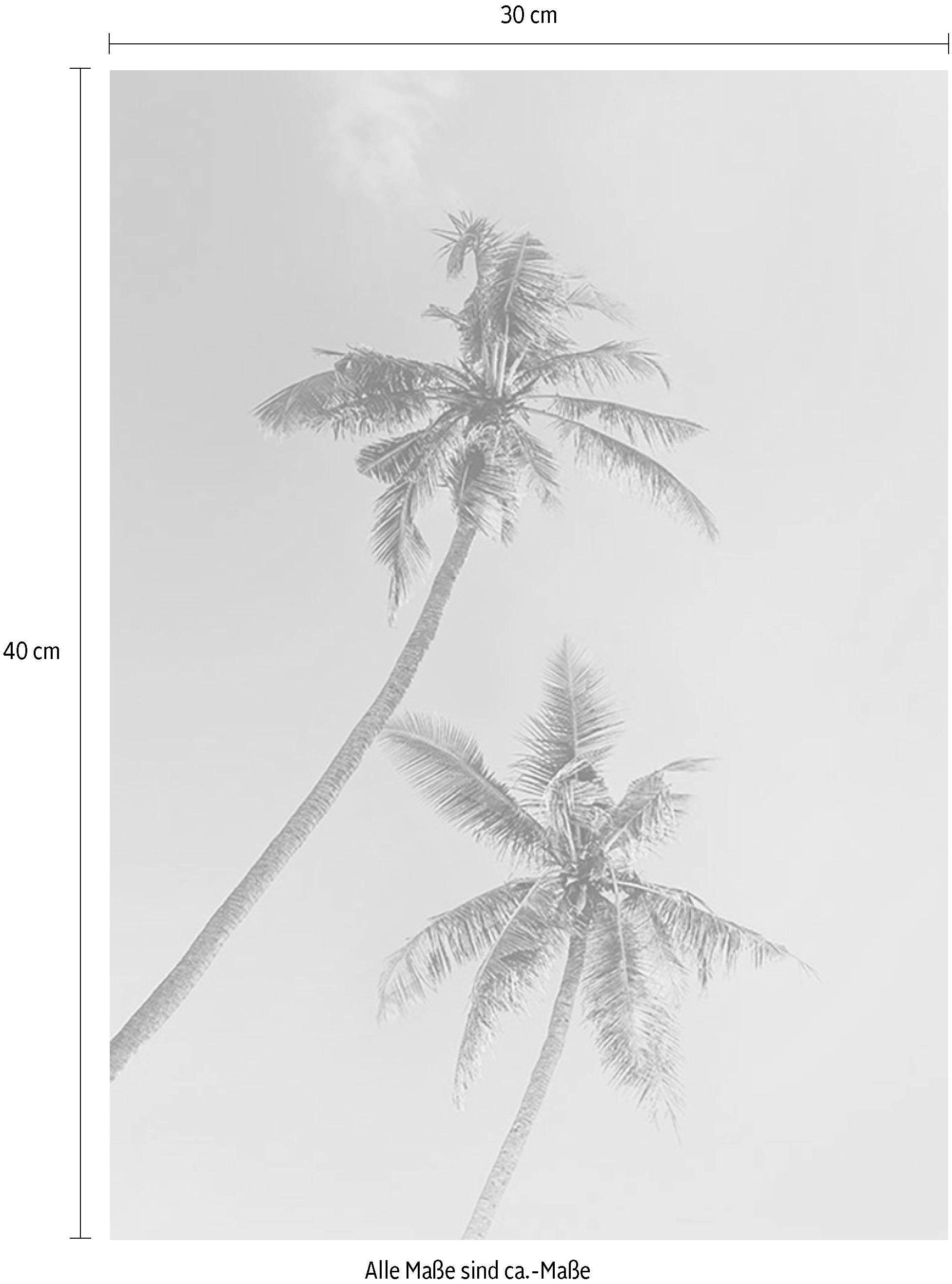 Komar Poster Miami Palms, Blätter, Pflanzen (1 St), Kinderzimmer,  Schlafzimmer, Wohnzimmer