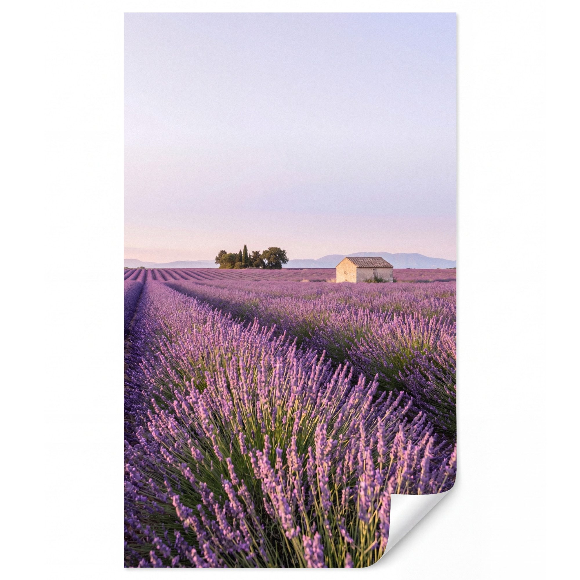 OnlyWow Fototapete Lavendel - Landschaft - Gelassenheit - Lila, Matt, bedruckt, Modern, Wanddekoration, Wohnzimmer, Wandtapete 120x200cm