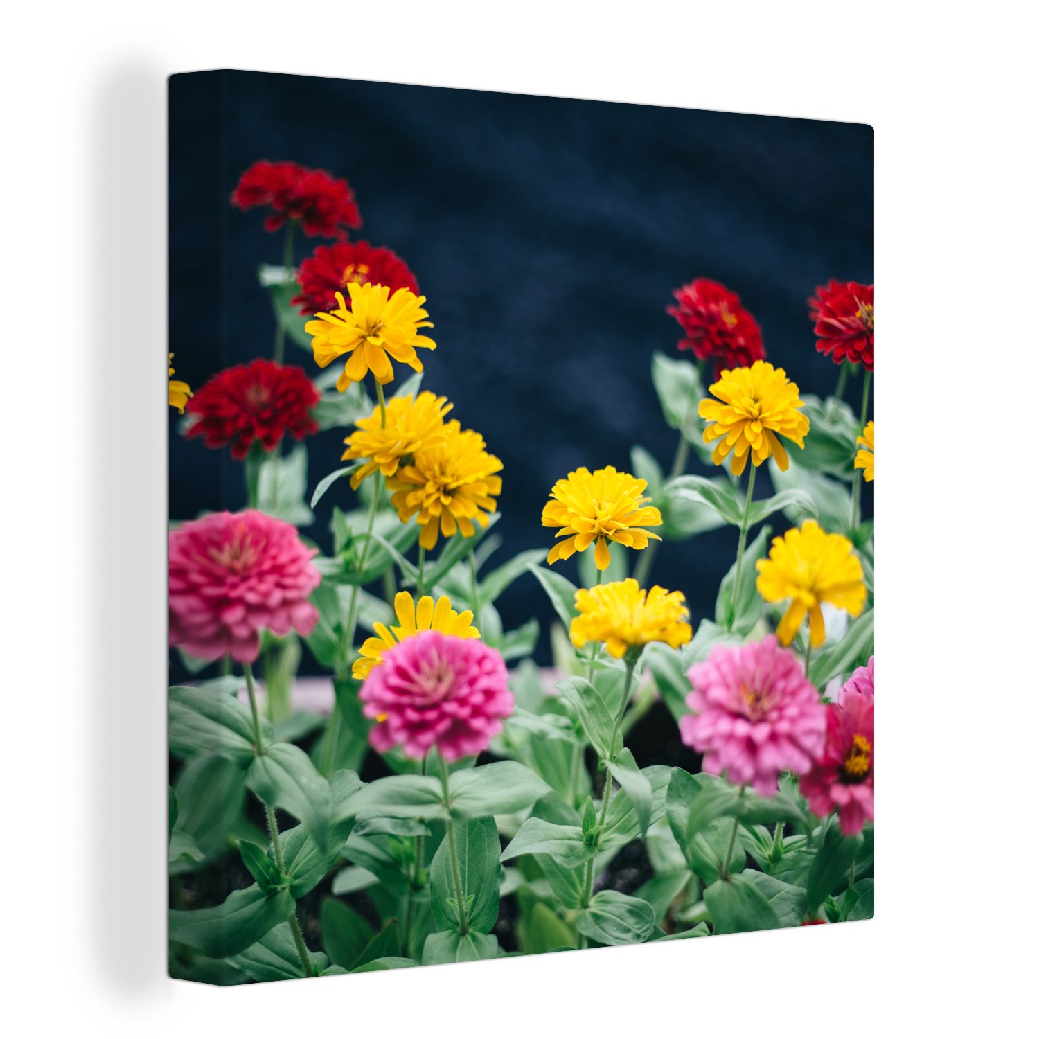 OneMillionCanvasses® Leinwandbild Bunte Zinnie während der Blütezeit, (1 St), Leinwand Bilder für Wohnzimmer Schlafzimmer