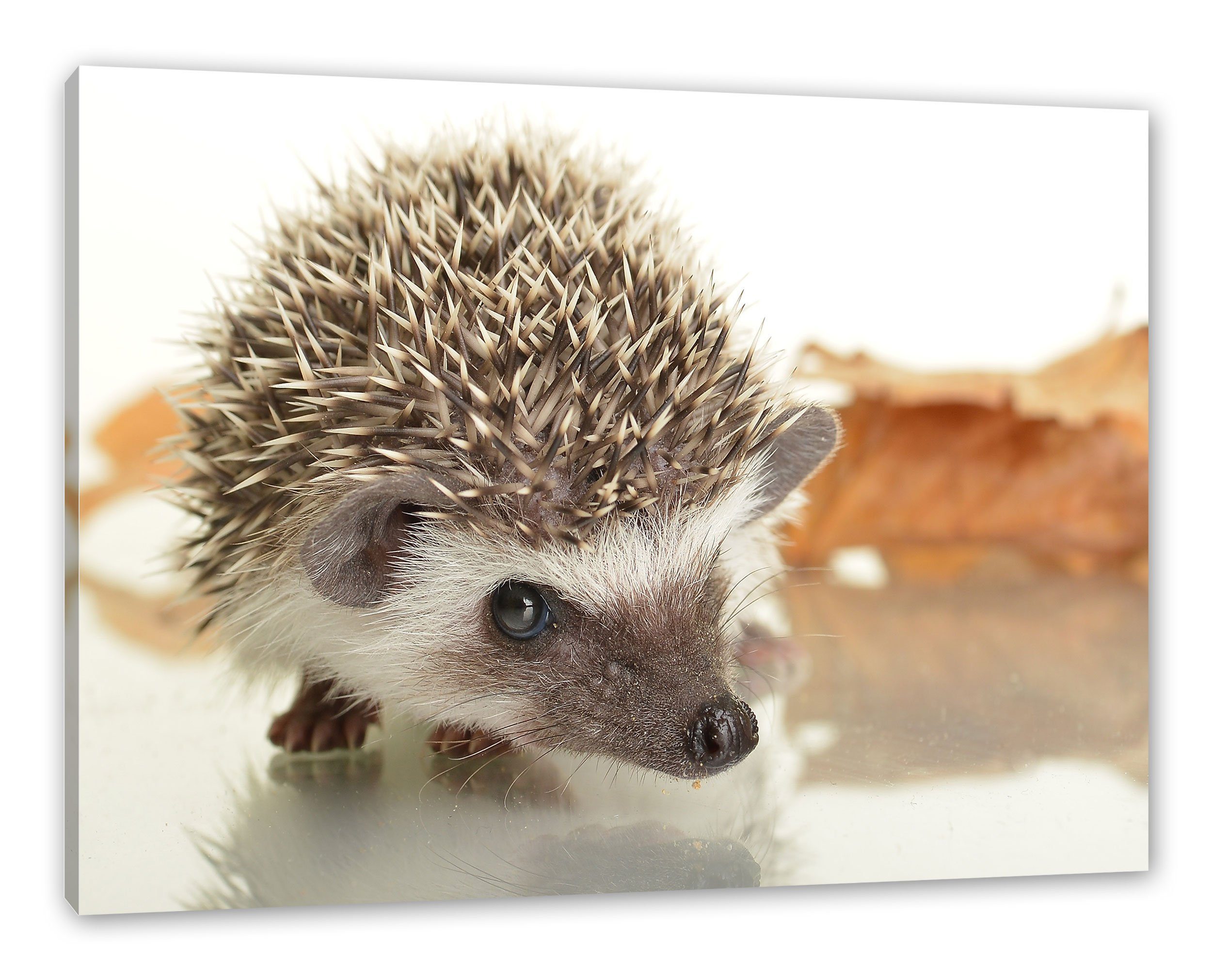 Leinwandbild bespannt, inkl. (1 Süßer St), fertig Igel Süßer Igel, Leinwandbild Pixxprint Zackenaufhänger