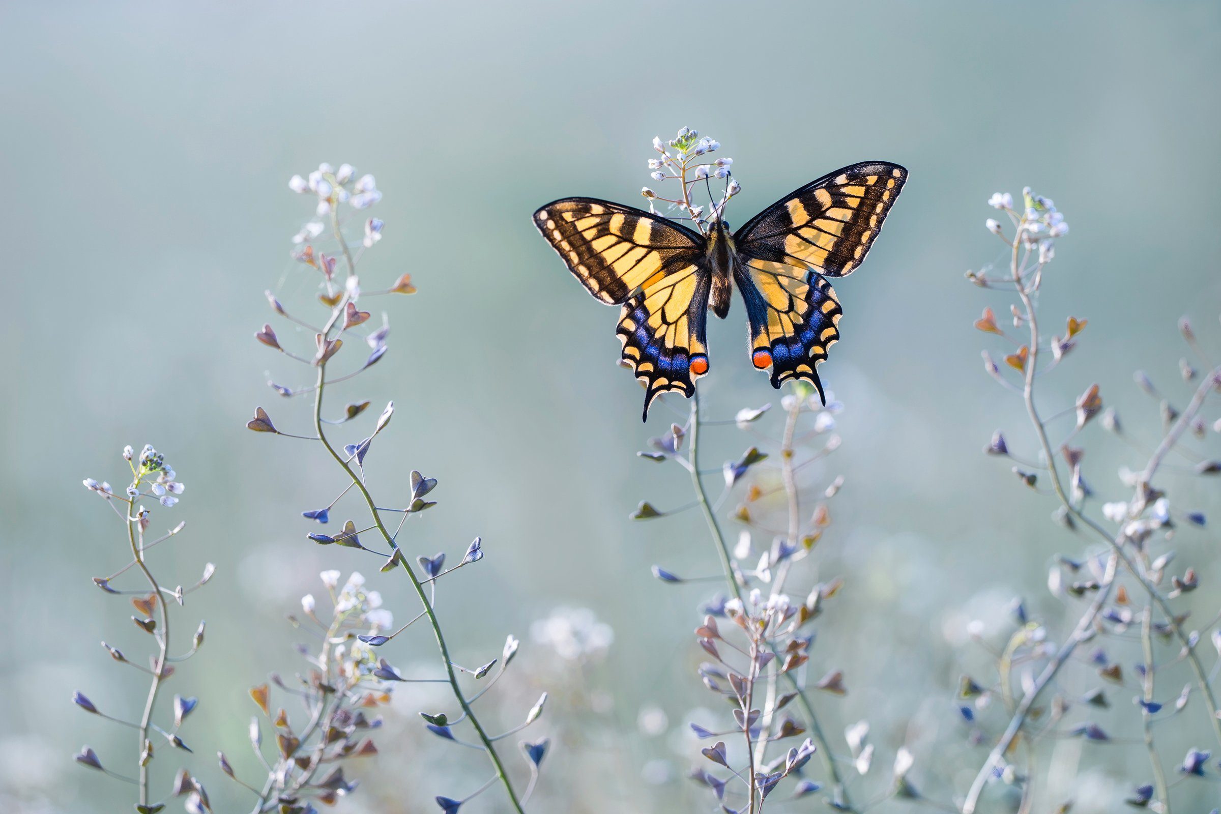 Papermoon Fototapete Photo-Art PETAR SABOL, SWALLOWTAIL BEAUTY