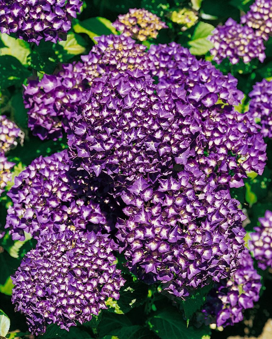 Pflanzen für Dich Gehölze Hydrangea mac. Hamburg, 1 St., Bauernhortensie, Gartenhortensie