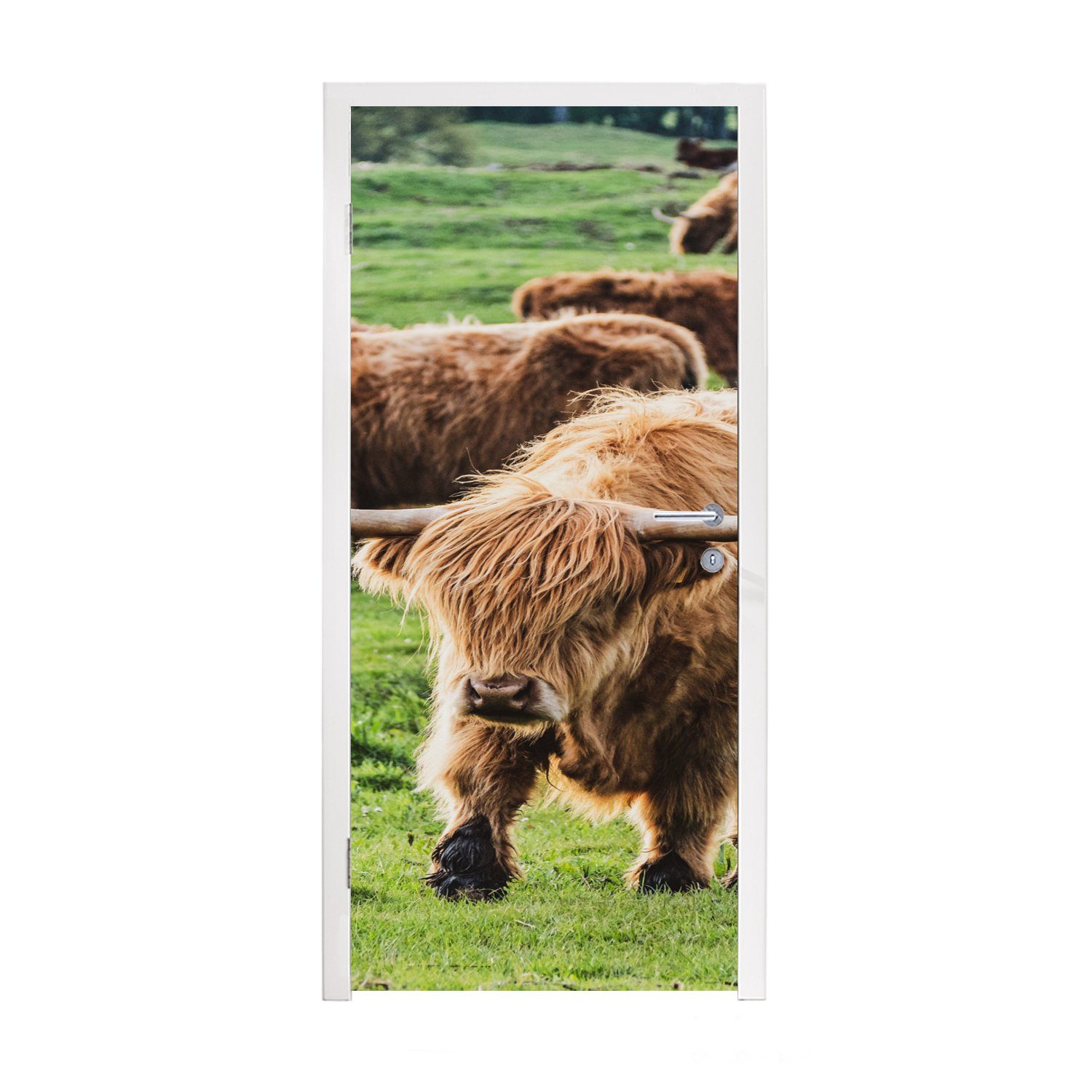 MuchoWow Türtapete Tiere - Schottische Highlander - Natur, Matt, bedruckt, (1 St), Fototapete für Tür, Türaufkleber, 75x205 cm