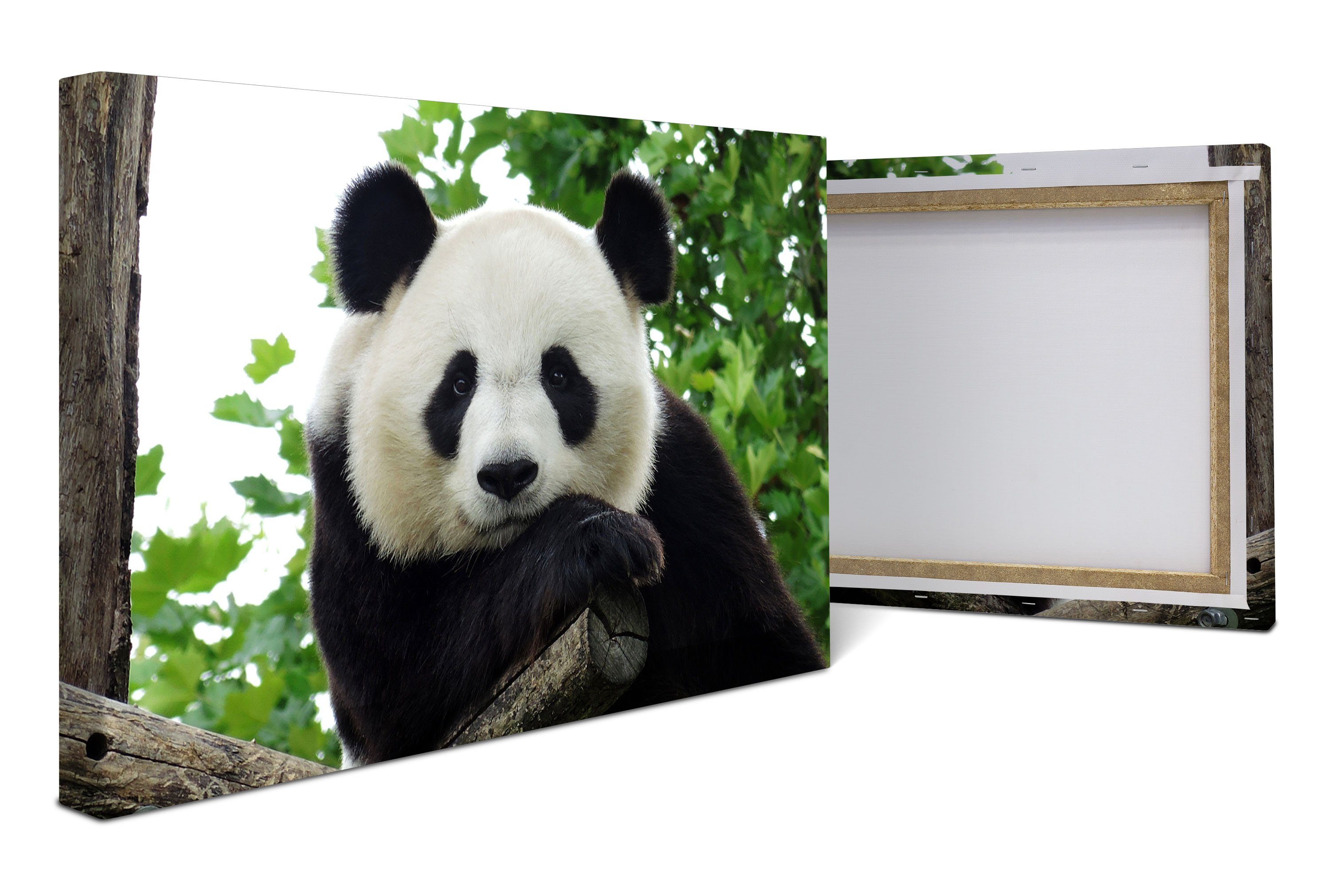 wandmotiv24 Wanddeko, in Leinwandbild versch. Tiere (1 Panda, weiß, Leinwandbilder Tier, schwarz, Wandbild, St), Bär, Größen