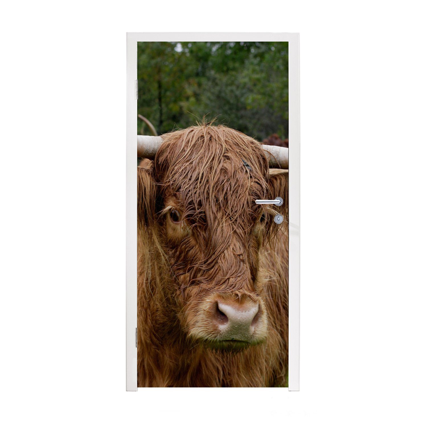 Türtapete MuchoWow bedruckt, cm Highlander - Tiere Gras, 75x205 für Schottische Matt, - Türaufkleber, Fototapete Tür, (1 St),