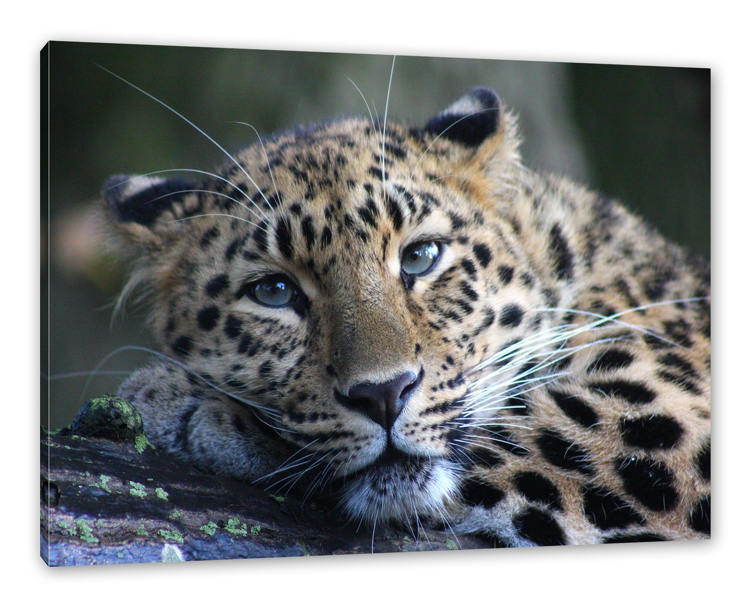 Leinwandbild Pixxprint ruhender fertig Leopard Leinwandbild inkl. ruhender Leopard, St), (1 bespannt, Zackenaufhänger
