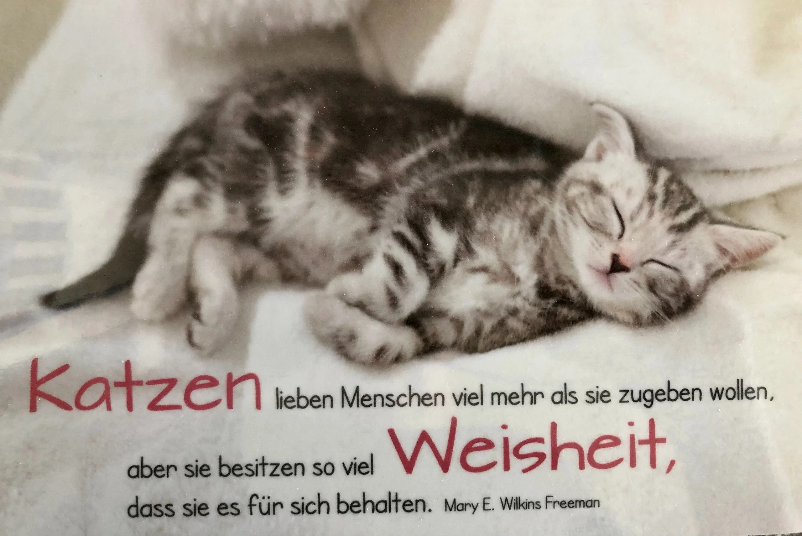 GILDE Frühstücksbrett Frühstücksbrettchen „Katzen lieben Menschen“, (1-St), langlebig, robust und alltagstauglich
