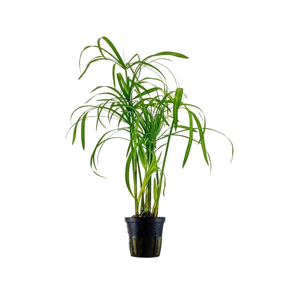 Aquaone Wasserpflanze Aquarium Pflanze Cyperus alternifolius Wasserpflanzen Topf Nr.333C