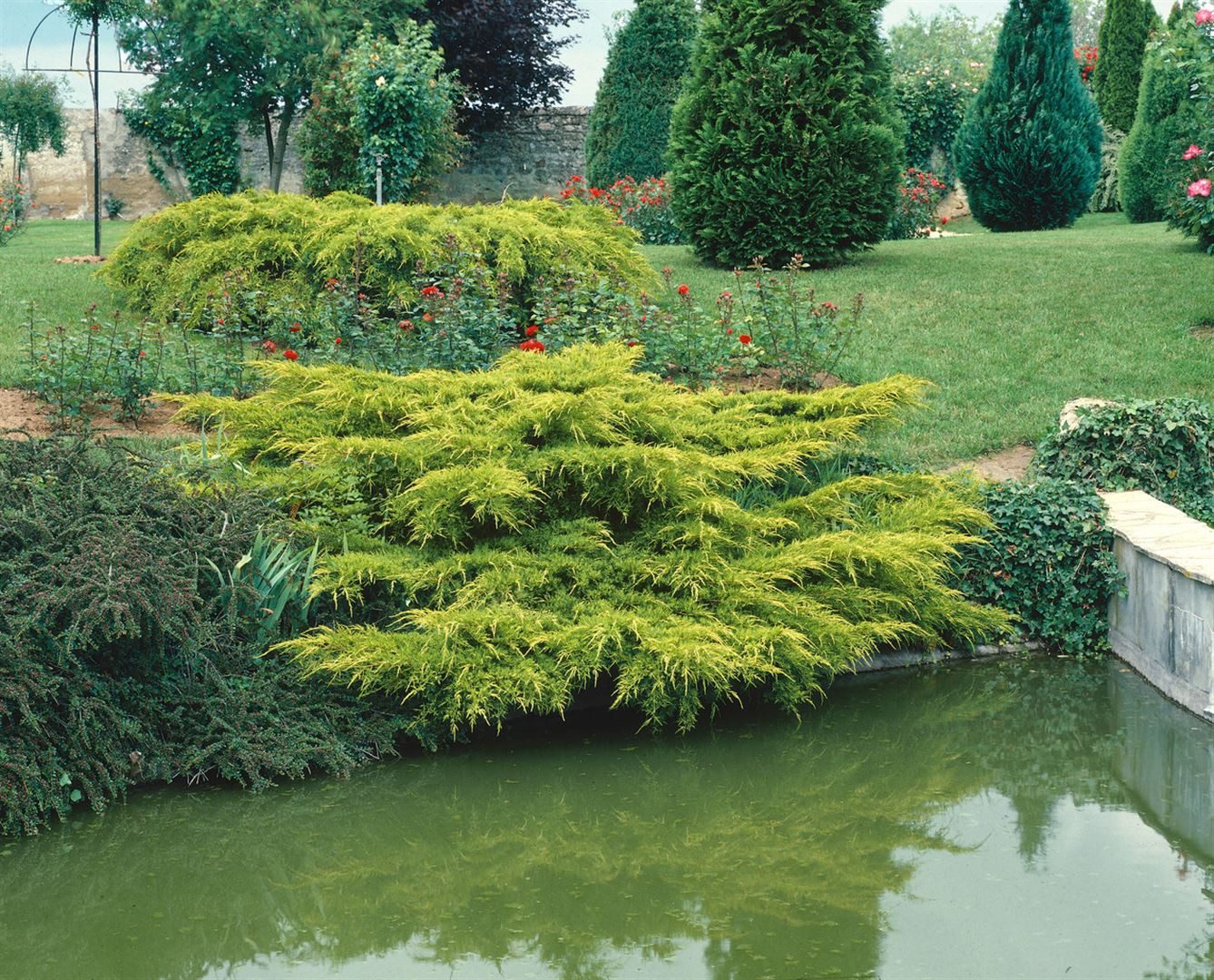 Pflanzen für Dich Konifere Juniperus media Pfitzeriana Aurea, 1 St., Chinesischer Wacholder, Pfitzer-Wacholder, goldgelb, ausladend