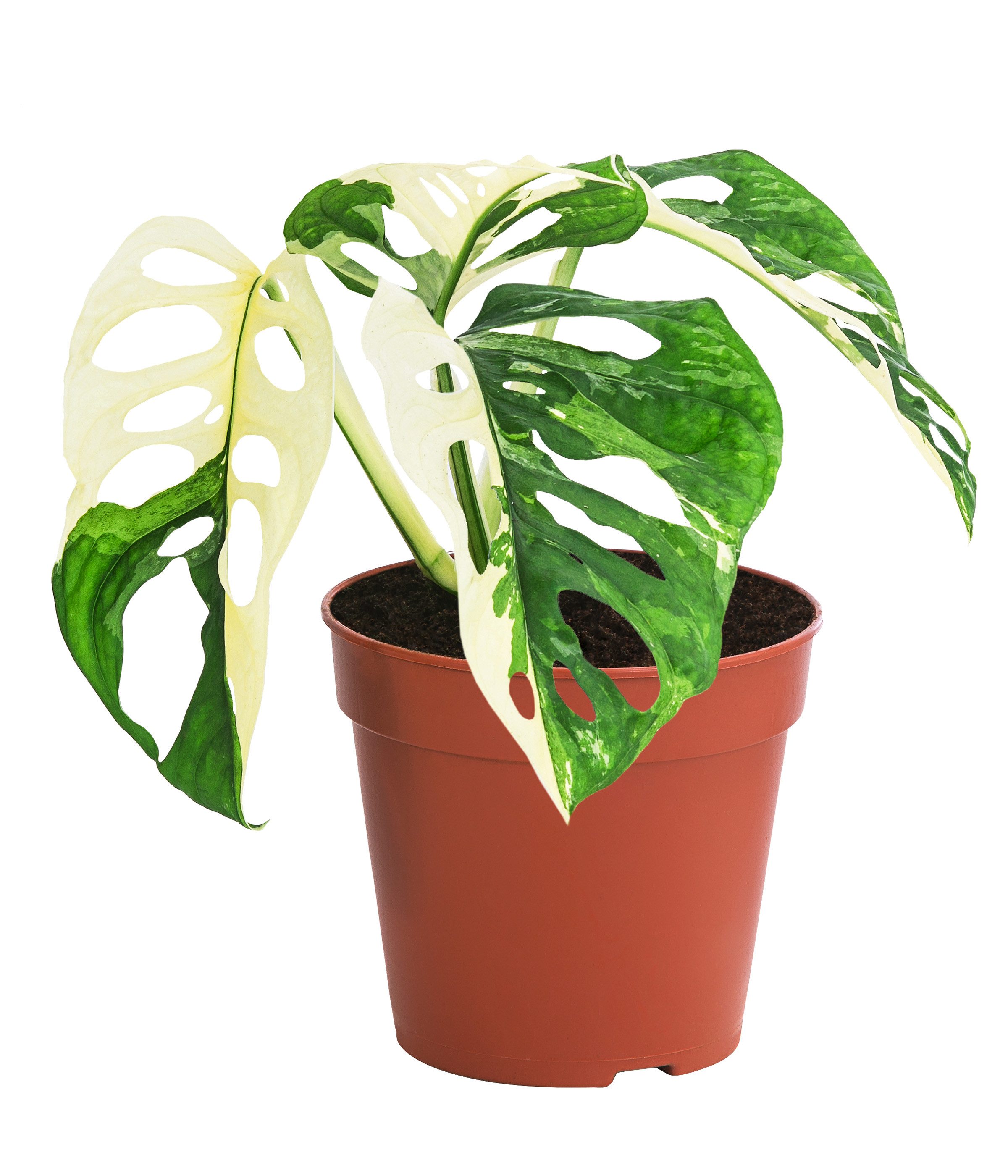 Dehner Zimmerpflanze Fensterblatt, Monstera adansonii variegata, 25 cm, Topf Ø 12 cm, Zimmerpflanzen-Rarität mit grün-weiß panaschierten Blättern