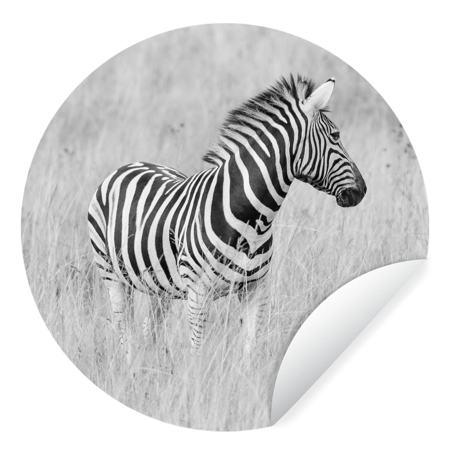 MuchoWow Wandsticker Zebra auf der Wiese (1 St), Tapetenkreis für Kinderzimmer, Tapetenaufkleber, Rund, Wohnzimmer