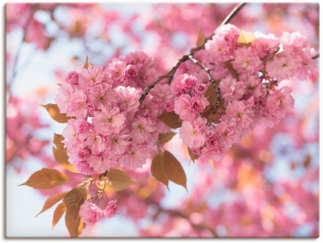 Artland Wandbild »Japanische Kirschblüte in Love I«, Blumen (1 Stück), in vielen Größen & Produktarten -Leinwandbild, Poster, Wandaufkleber / Wandtattoo auch für Badezimmer geeignet-Otto