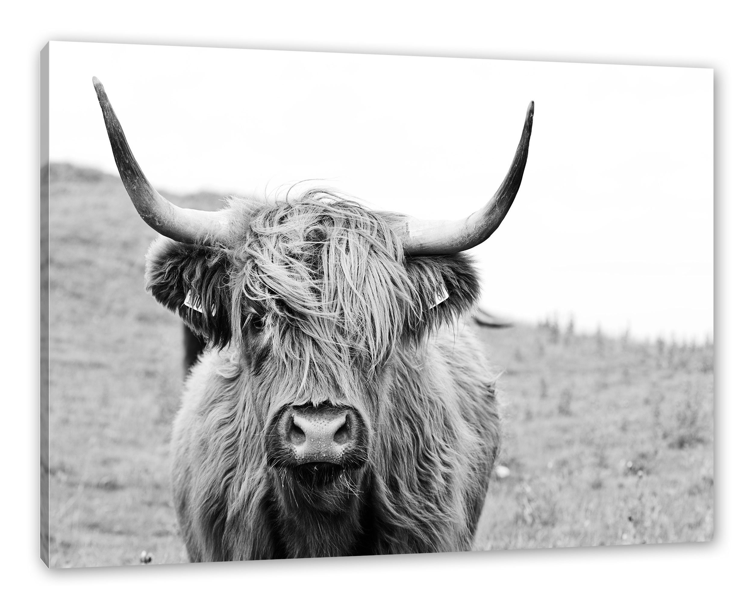 Pixxprint Leinwandbild Highlandrind frontal in Schwarz-Weiss, günstig online kaufen