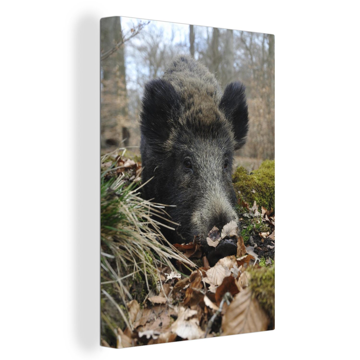 St), - Leinwandbild cm Leinwandbild Zackenaufhänger, Wald OneMillionCanvasses® fertig Wildschwein Tier, 20x30 (1 Gemälde, bespannt - inkl.