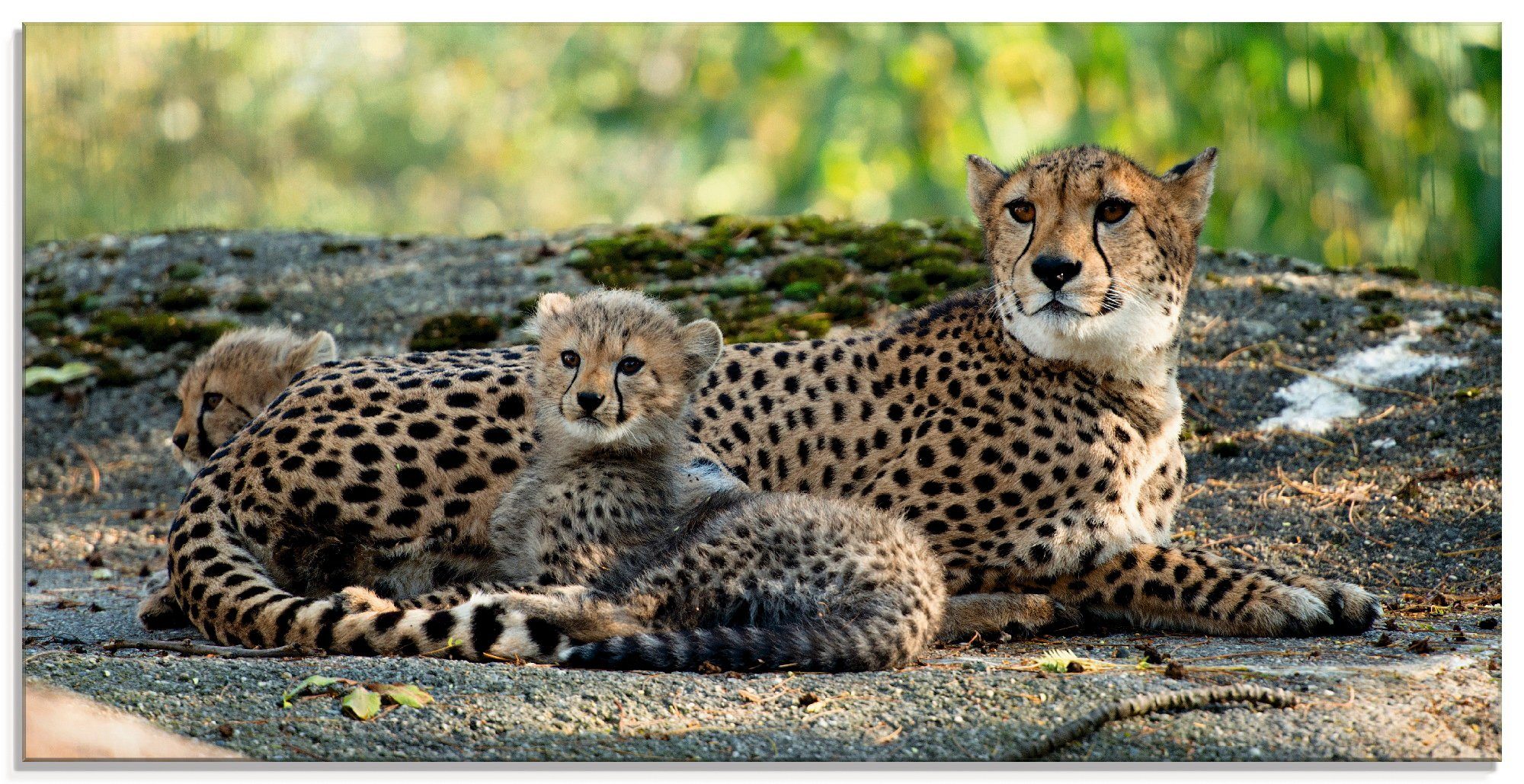 St), Glasbild Wildtiere Größen Artland verschiedenen 2, (1 Gepard in