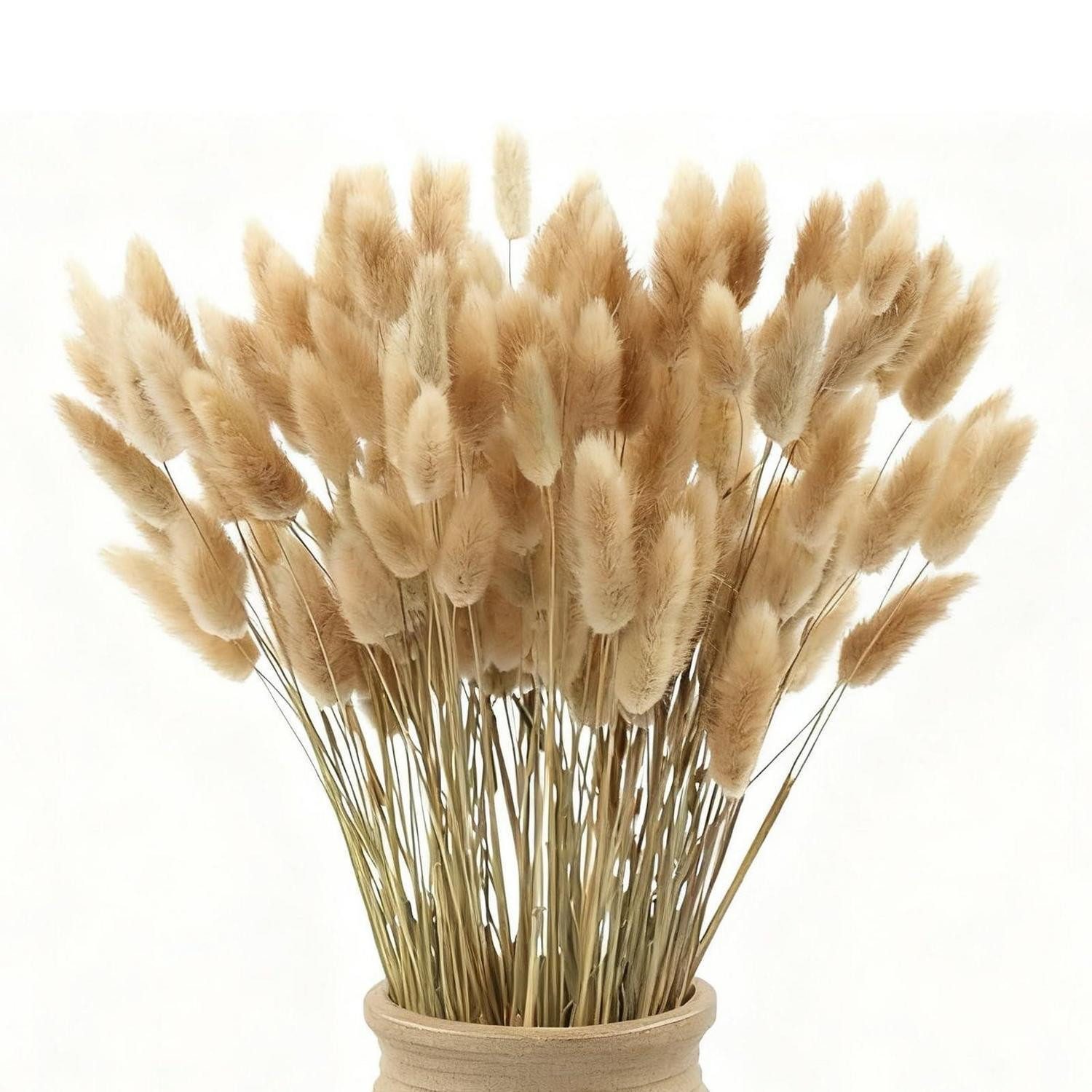 Trockenblume Getr. Hasenschwänze Deko 120 Stk. Boho 42cm, LuxusKollektion, Höhe 1 cm