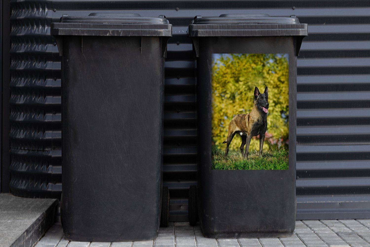 St), Container, im Malinois MuchoWow Mülleimer-aufkleber, Abfalbehälter Gras Sticker, Mülltonne, Wandsticker (1 Posierender