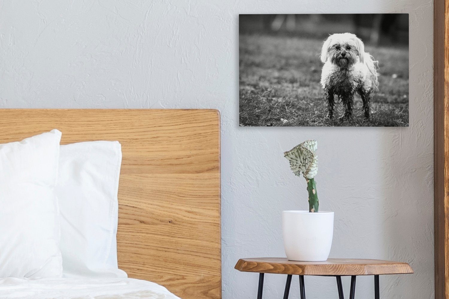 OneMillionCanvasses® Leinwandbild Ein kleiner Malteserhund, halb Leinwandbilder, Schlamm 30x20 bedeckt Wandbild - Aufhängefertig, (1 Wanddeko, weiß, mit cm und schwarz St)