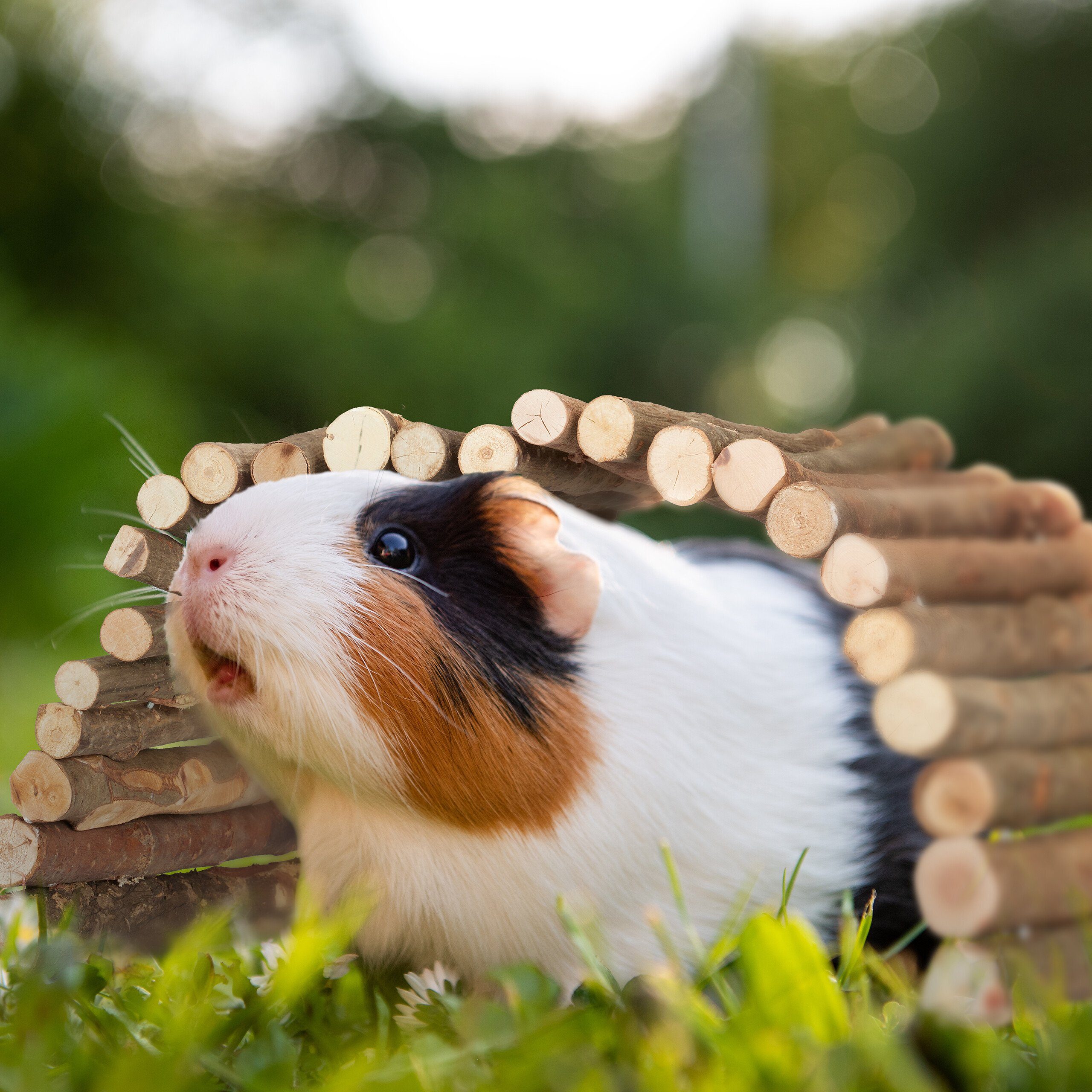 relaxdays Kleintierklettergerüst Nagerbrücke aus Holz 40 x 65 cm
