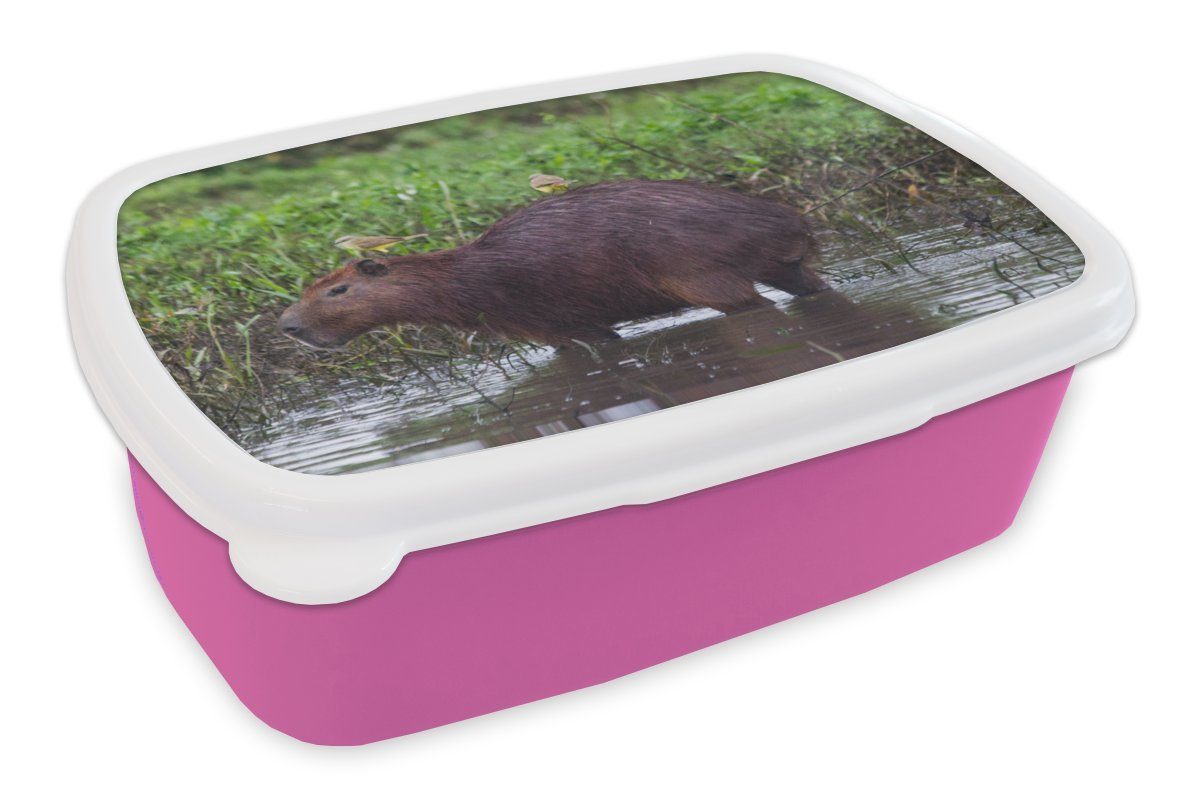 MuchoWow Lunchbox Ein Wasserschwein rosa Brotdose Brotbox Snackbox, Erwachsene, einem Sumpfgebiet, in (2-tlg), Kunststoff, Kinder, Mädchen, für Kunststoff