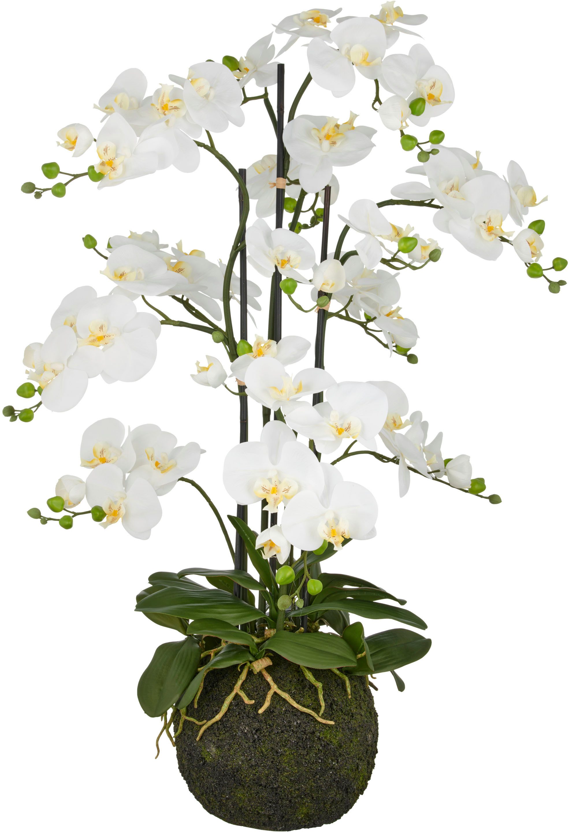 Kunstorchidee Orchidee Phalaenopsis, Creativ green, Höhe 110 cm, mit künstl günstig online kaufen
