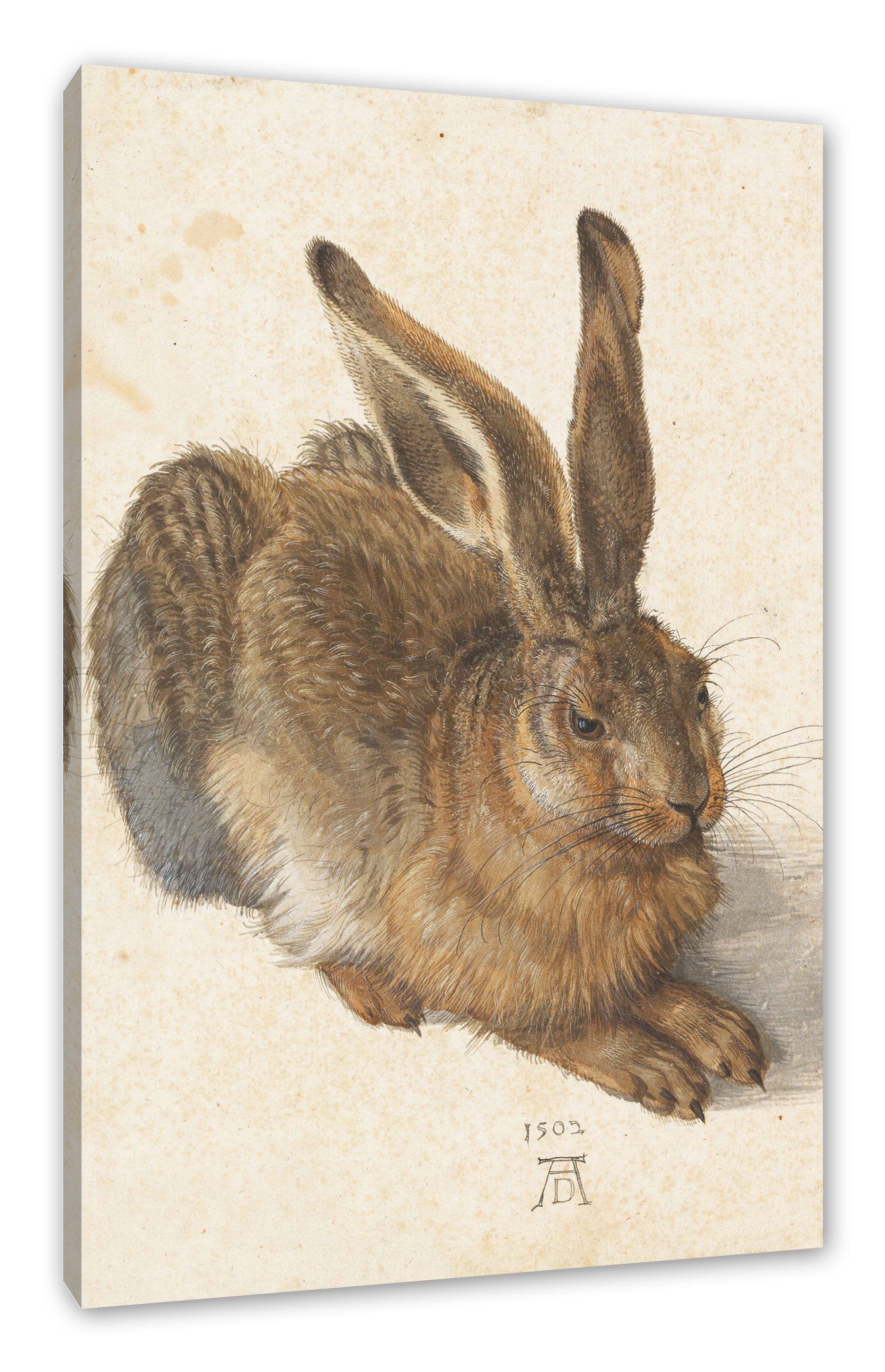 Pixxprint Leinwandbild Albrecht Dürer - Feldhase, Albrecht Dürer - Feldhase (1 St), Leinwandbild fertig bespannt, inkl. Zackenaufhänger