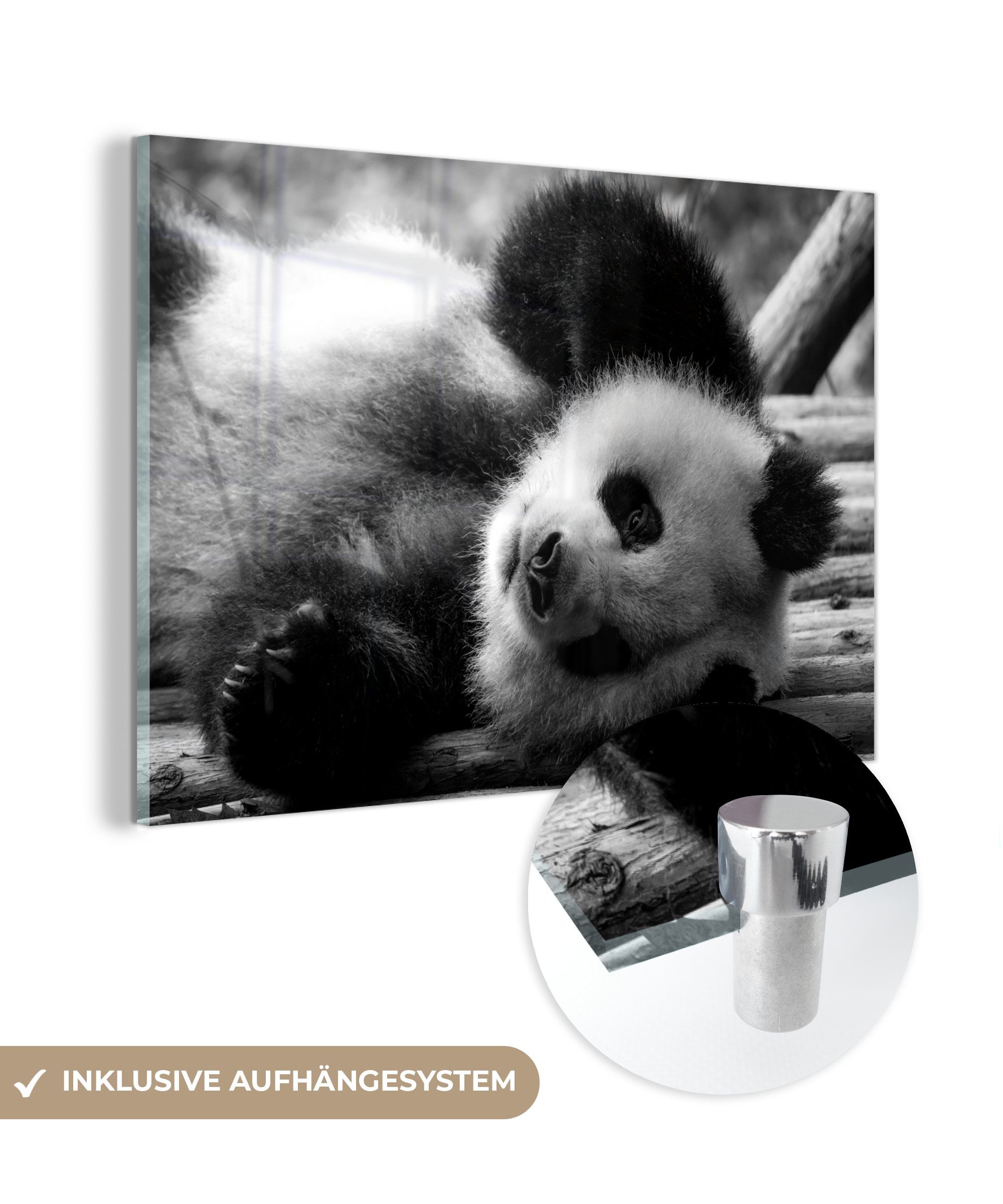 MuchoWow Acrylglasbild Tierprofil rollenden Panda in schwarz und weiß, (1 St), Acrylglasbilder Wohnzimmer & Schlafzimmer