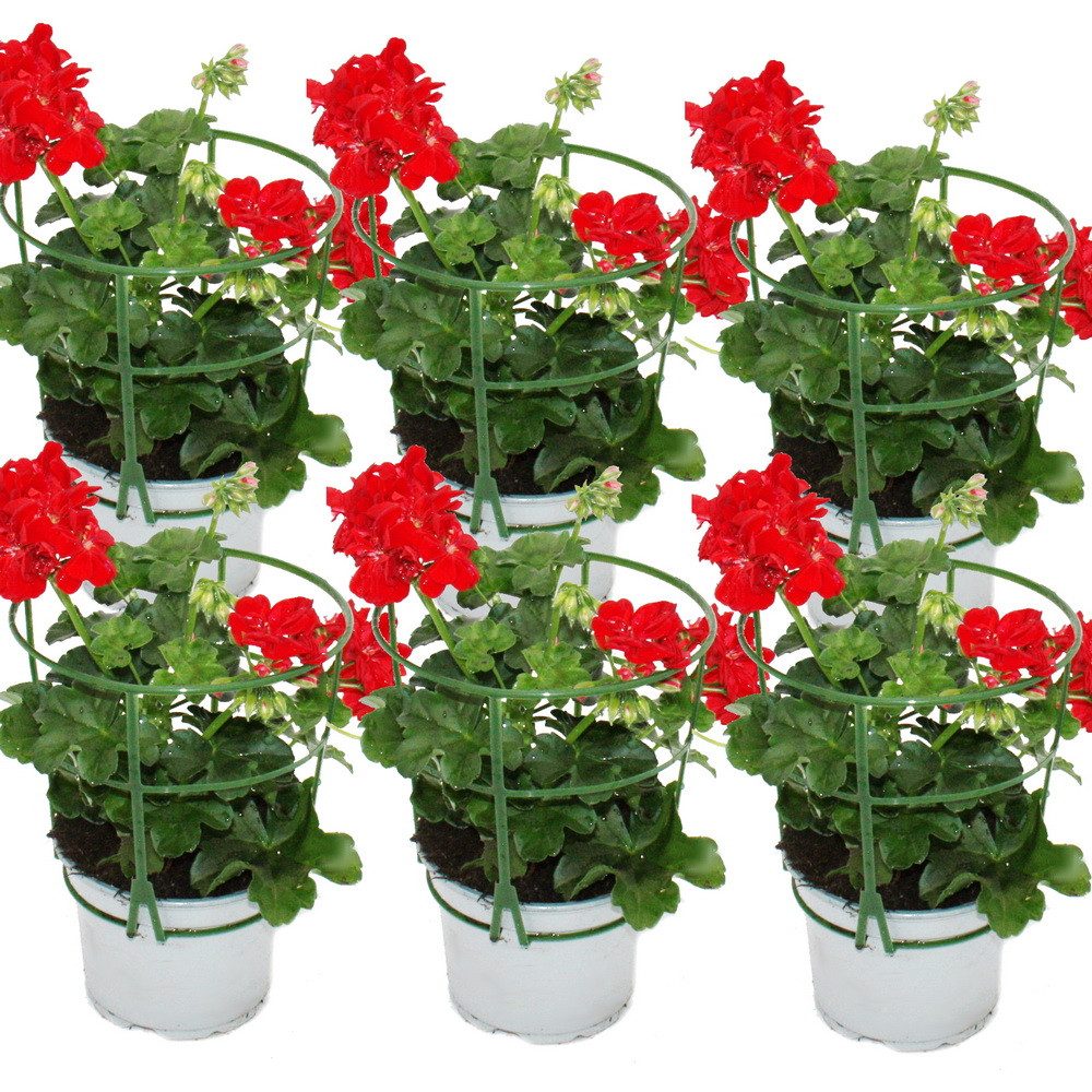 Exotenherz Beetpflanze Geranien hängend Pelargonium ver. Farben 12cm Topf Set mit 6 Pflanzen
