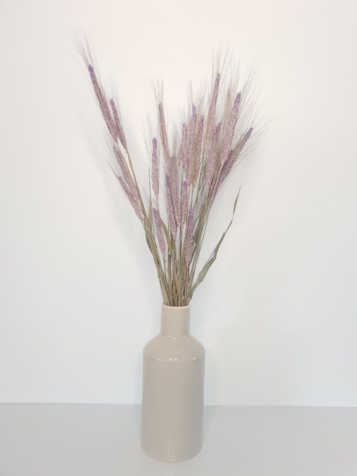 Trockenblume »Dried Triticum frosted milka«, Everflowers, Höhe 65 cm-Otto