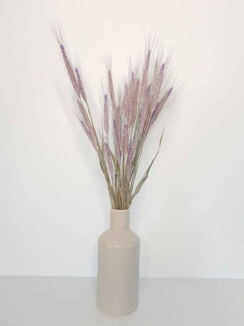 Trockenblume »Dried Triticum frosted milka«, Everflowers, Höhe 65 cm