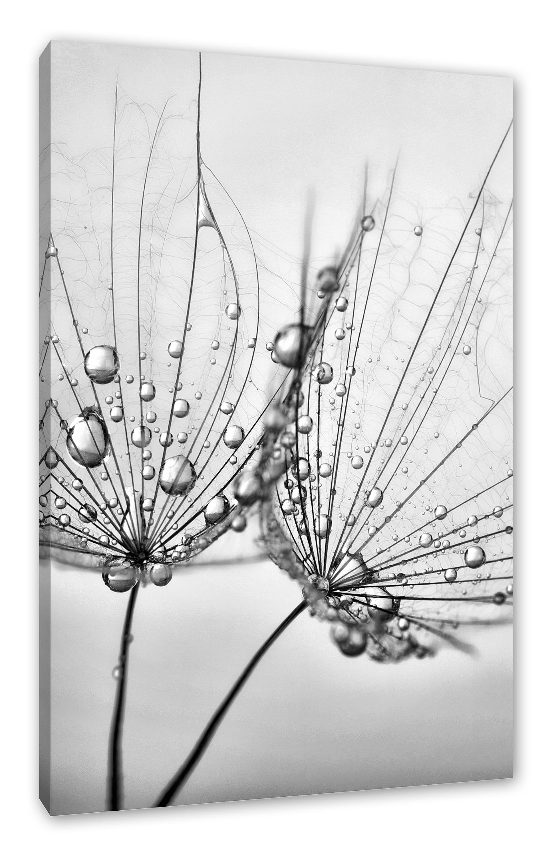 Pixxprint Leinwandbild Pusteblumen mit Tautropfen, Pusteblumen mit Tautropfen (1 St), Leinwandbild fertig bespannt, inkl. Zackenaufhänger