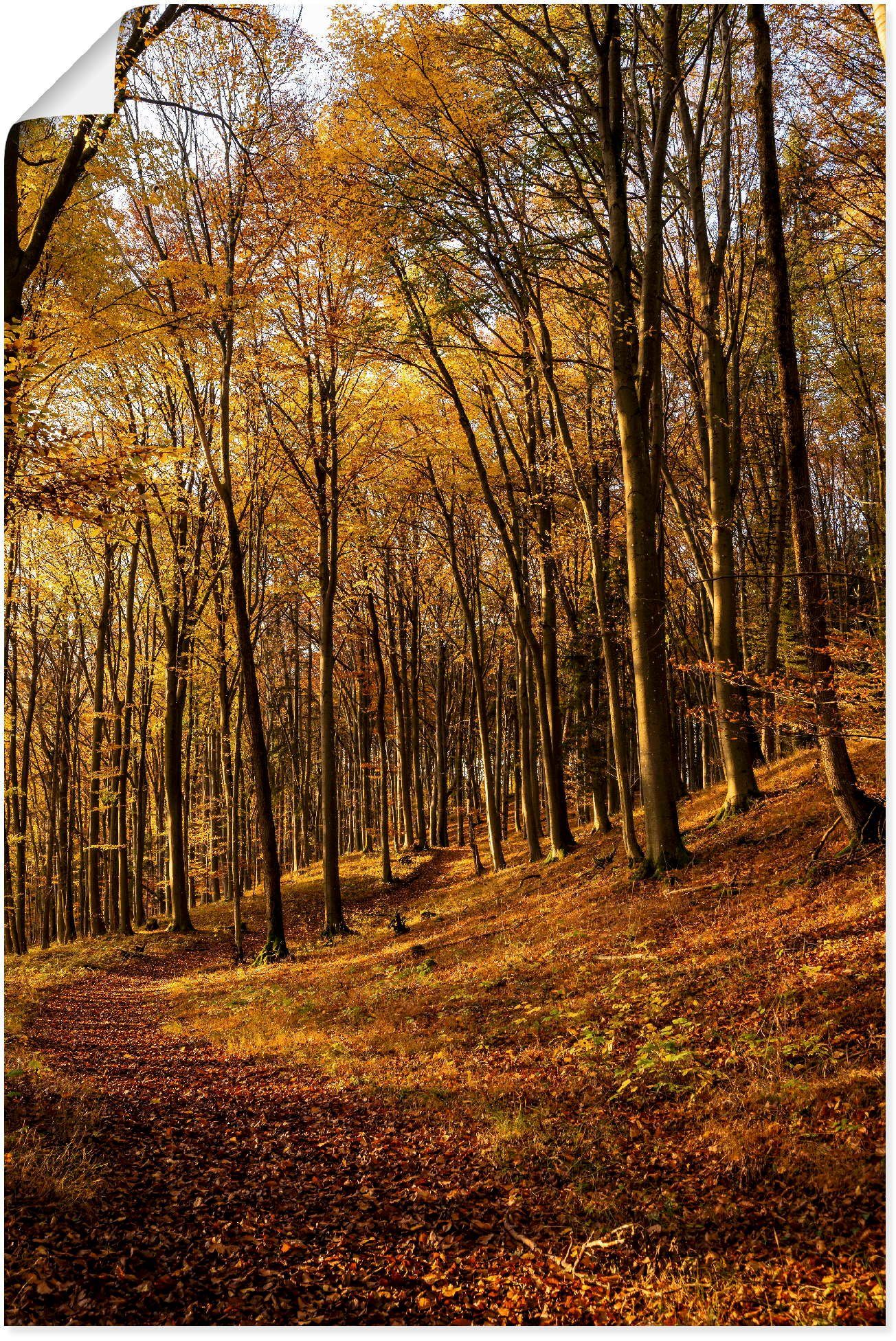 bei Sonnenuntergang, Leinwandbild, als Wandaufkleber Poster Alubild, St), (1 Artland in Wandbild Waldbilder Schöne Größen oder versch. Herbstfarben