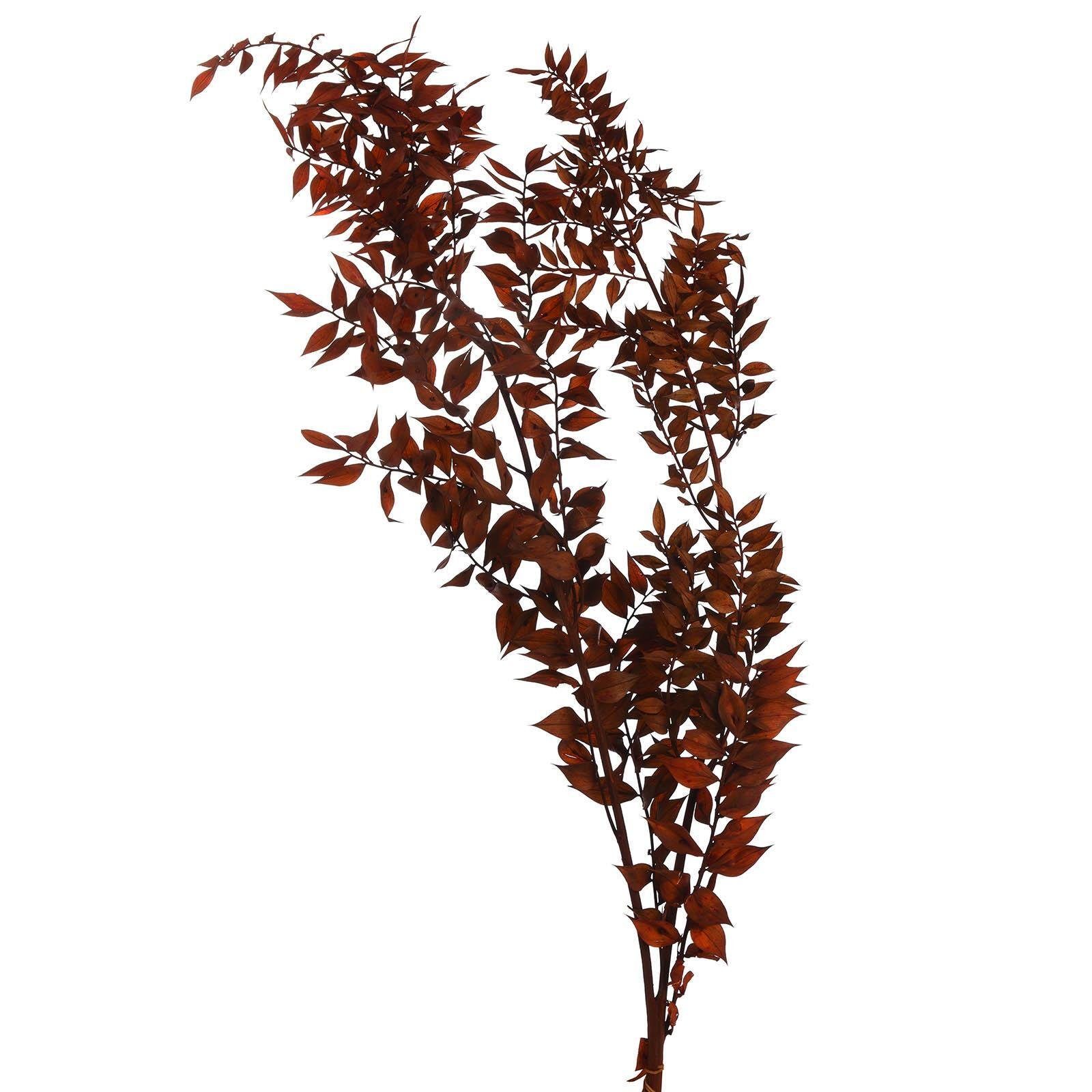 Trockenblume Trockenblume Ruscus, Depot, aus Trockenblume, L 50 Zentimeter