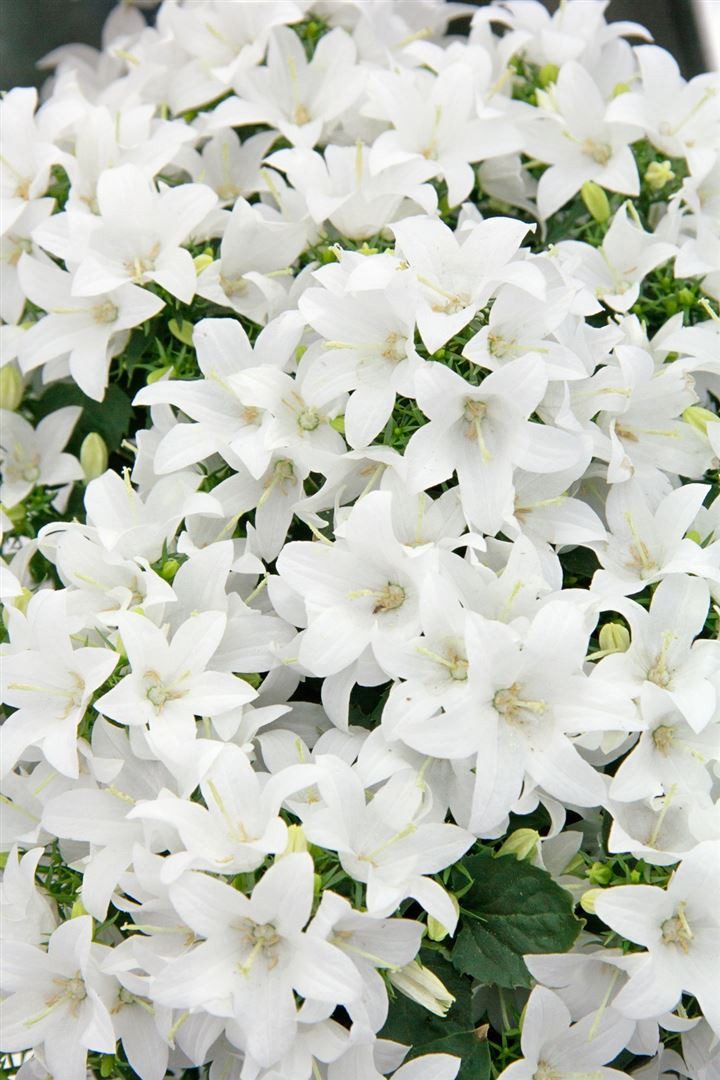 Pflanzen für Dich Staude Campanula coch. Bavar. White, 1 St., Bayerische Weiß-Glockenblume, Glockenblume