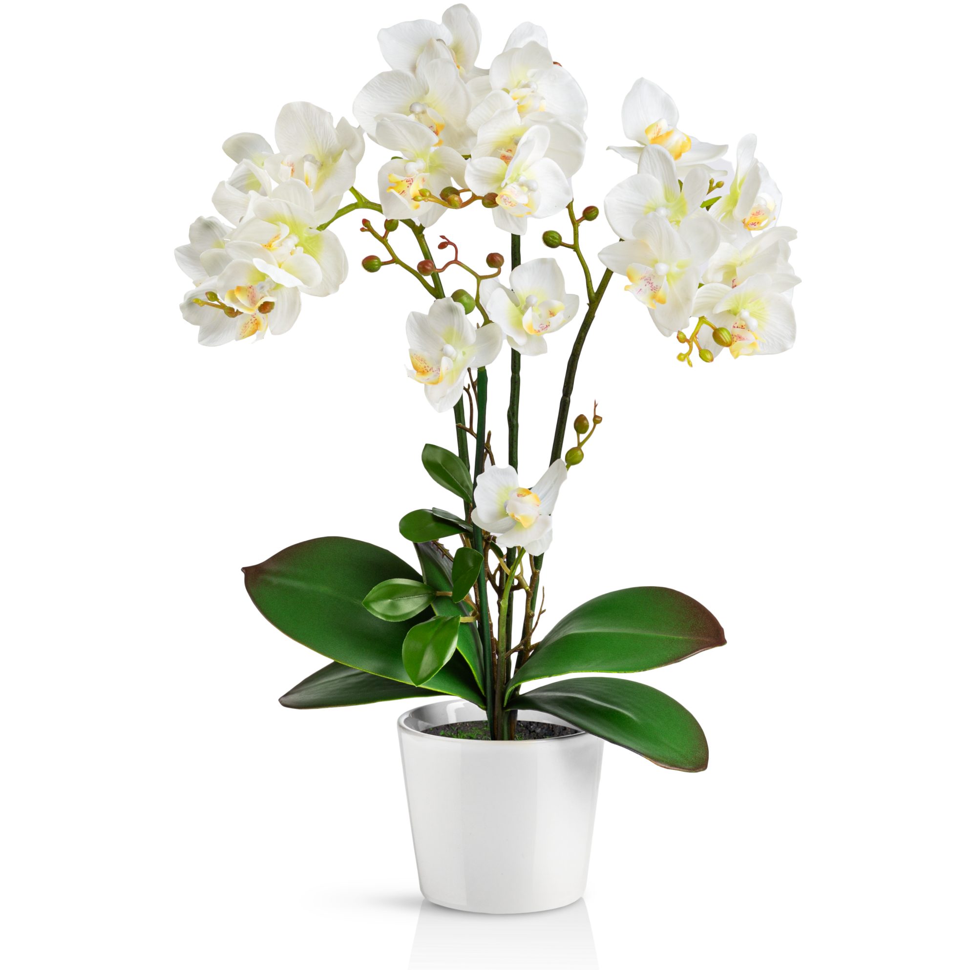 Kunstorchidee PASCH® Orchidee künstlich wie echt (46cm) in Hochglanz-Keramiktopf