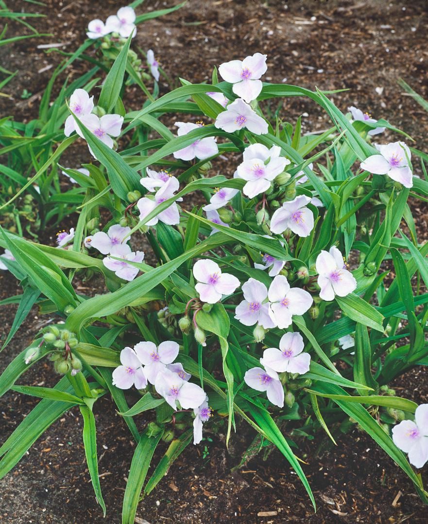 Pflanzen für Dich Staude Tradescantia and. weiß, 1 St., Dreimasterblume, Weißblühende Dreimasterblume